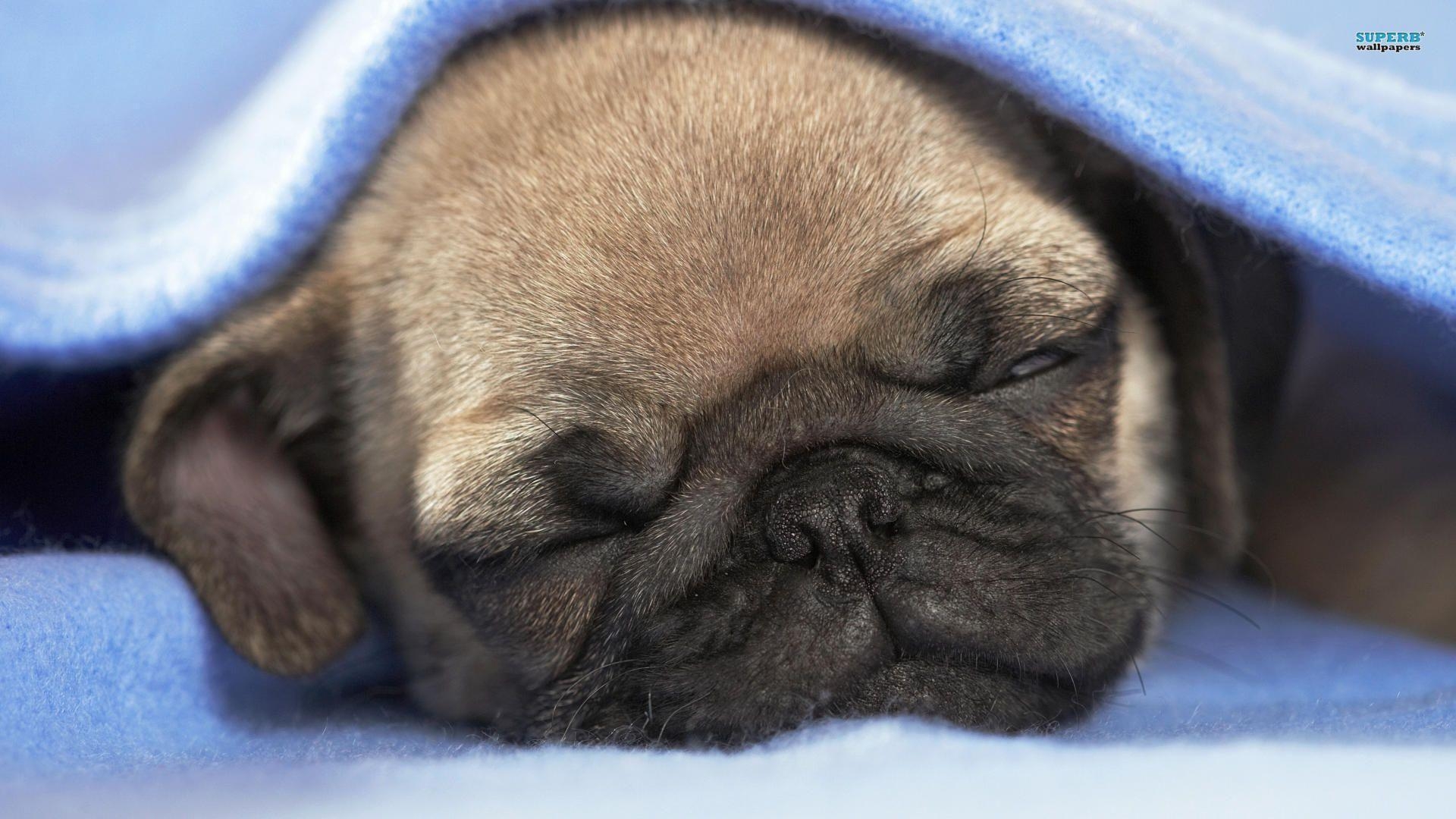 1920x1080 Pug Puppies Wallpaper  2551 Full HD Wallpaper Desktop, Desktop