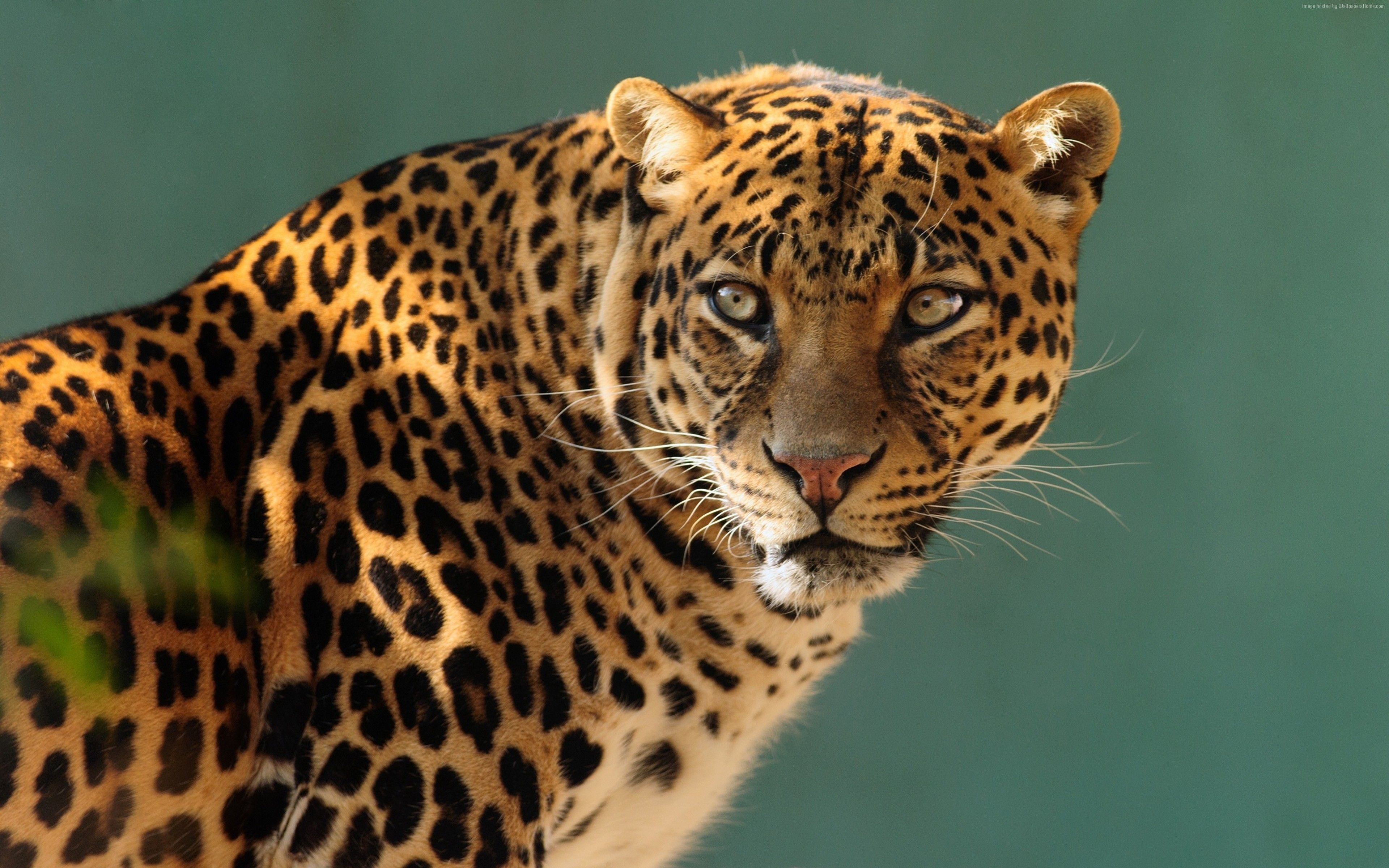 3840x2400 Wallpaper jaguar, wild, cat, face, Animals Wallpaper Download, Desktop