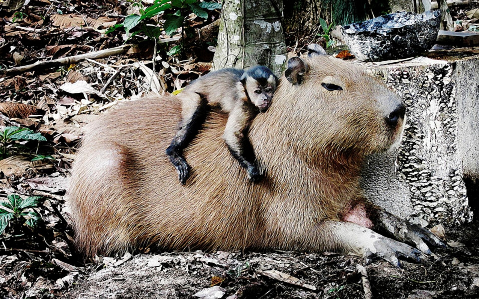 1920x1200 HD desktop wallpaper: Animal, Capybara, Desktop