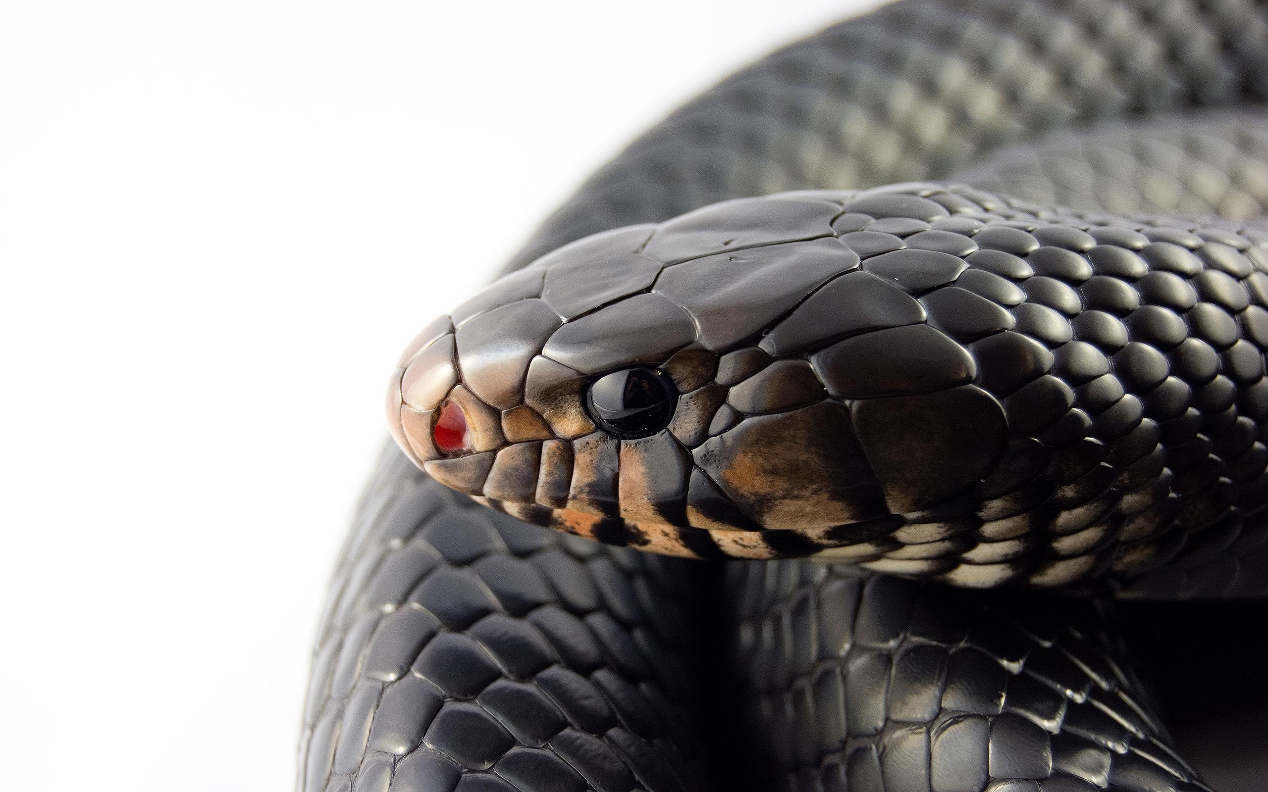 2560x1600 Snakes Wallpaper Picture HD Image Free Photo 4K for Android, Desktop