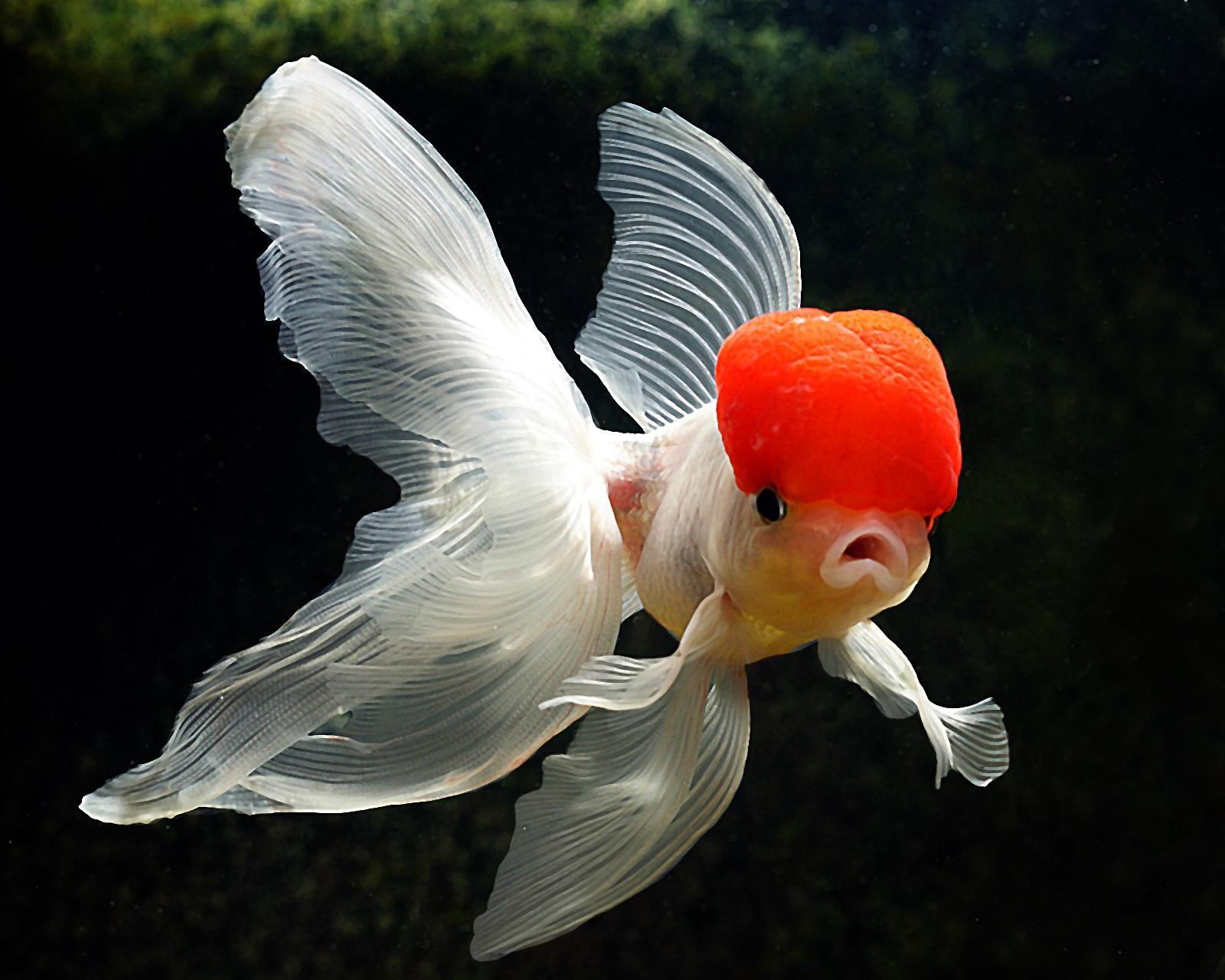 1600x1280 Goldfish Wallpaper Deskx1280 px, Desktop