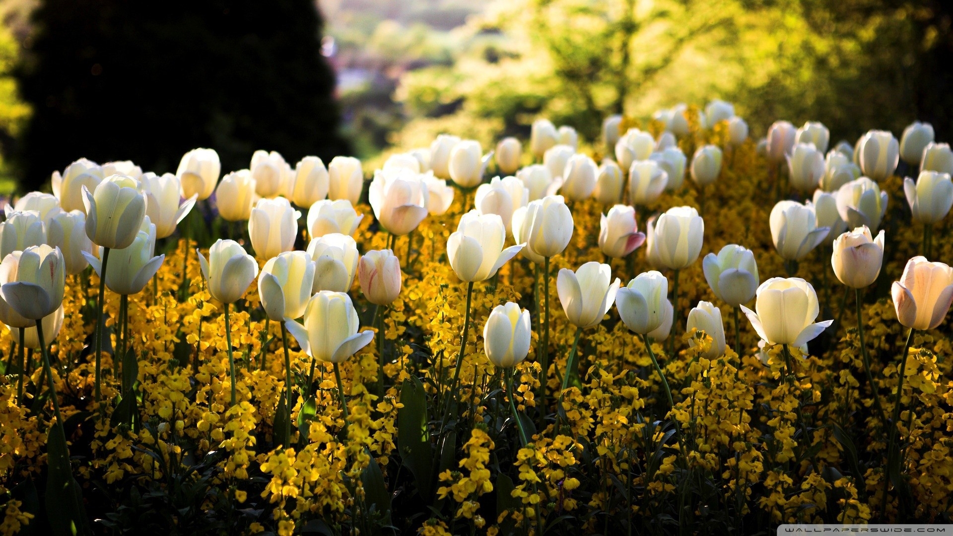 1920x1080 White, tulips, wallpaper, Desktop