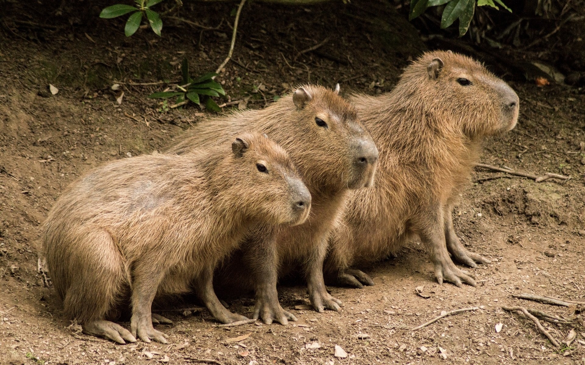 1920x1200 Wallpaper Three cute capybaras  HD Picture, Image, Desktop