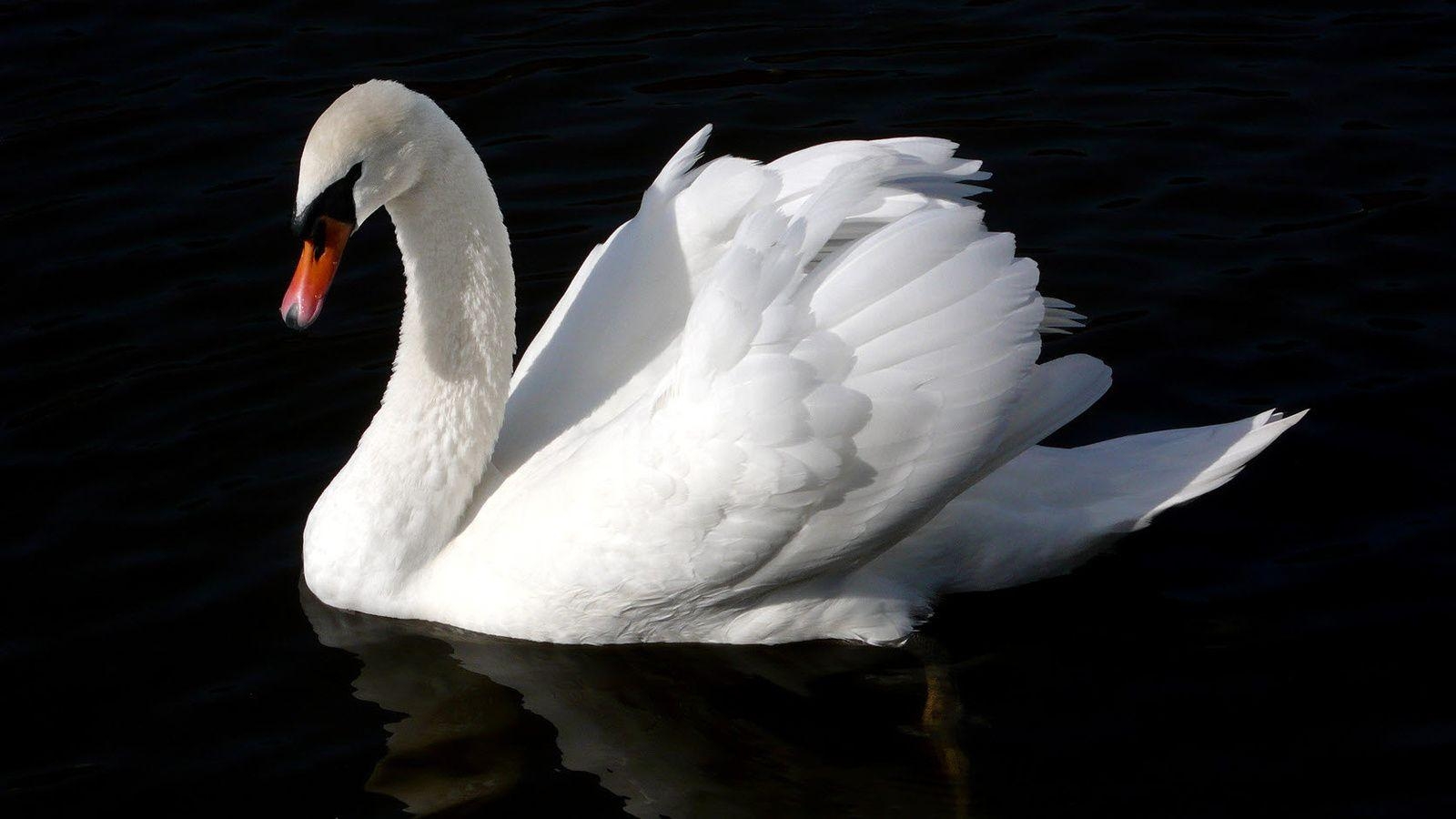 1600x900 Swan Wallpaper For Desktop, Desktop