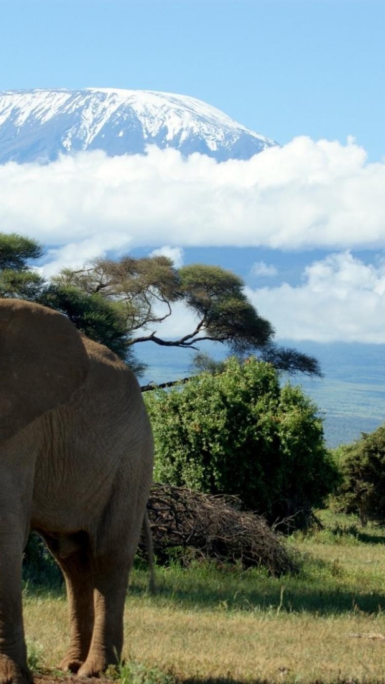 750x1340 Elephants mount kilimanjaro wallpaper, Phone