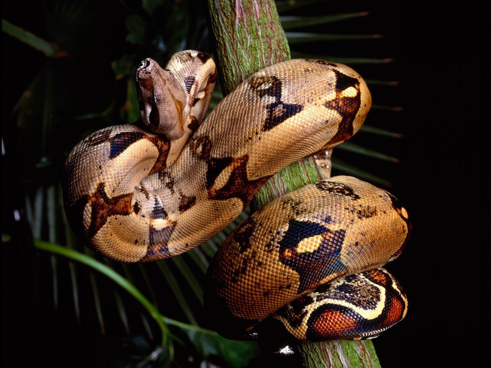 1600x1200 boa constrictor. Boa, Desktop