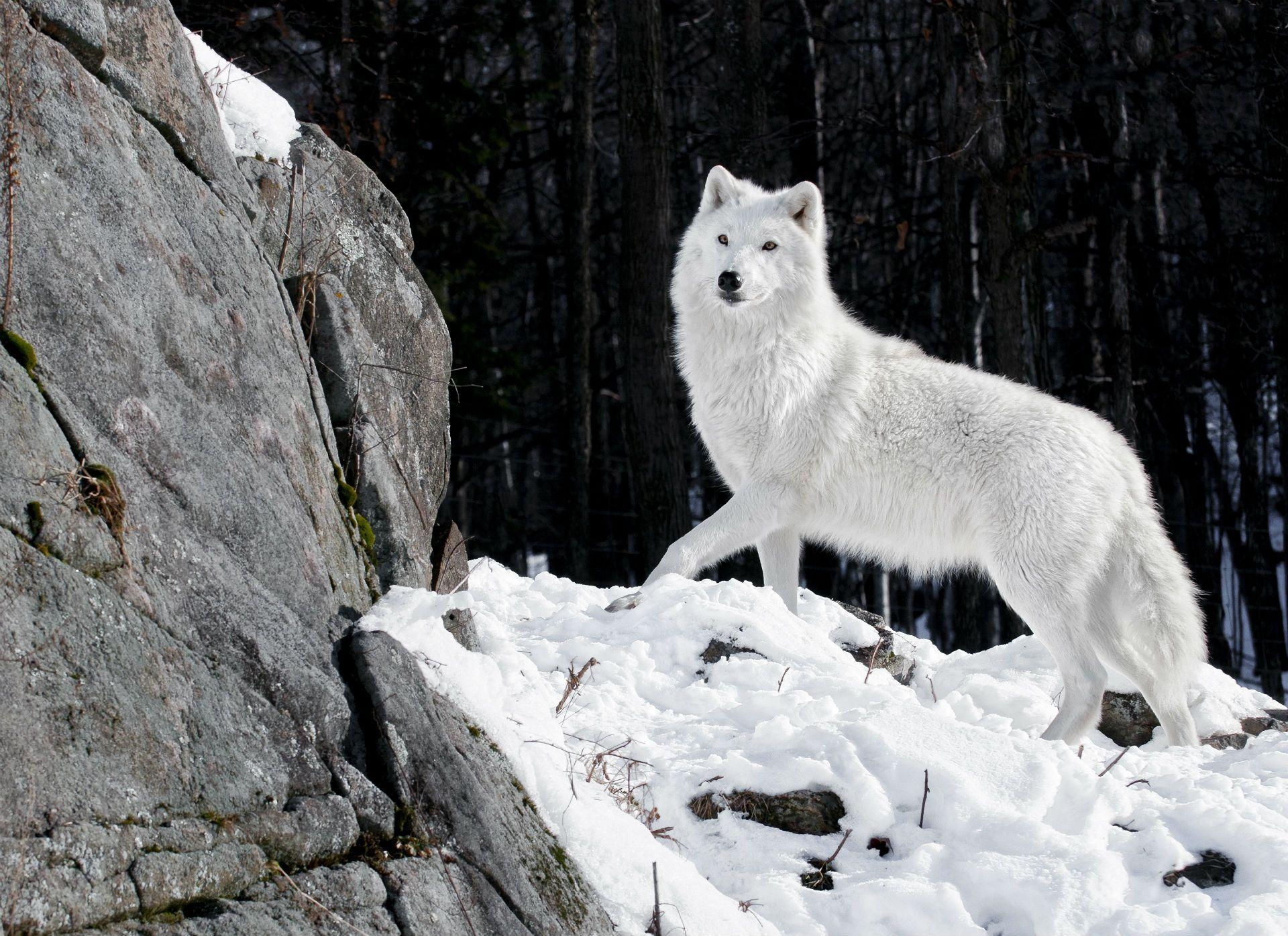 1920x1400 White Wolf Wallpaper iPhone, Desktop