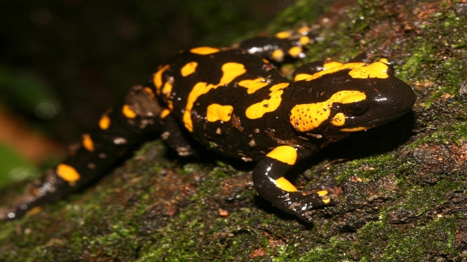 1920x1080 Salamander Wallpaper Animal Spot, Desktop