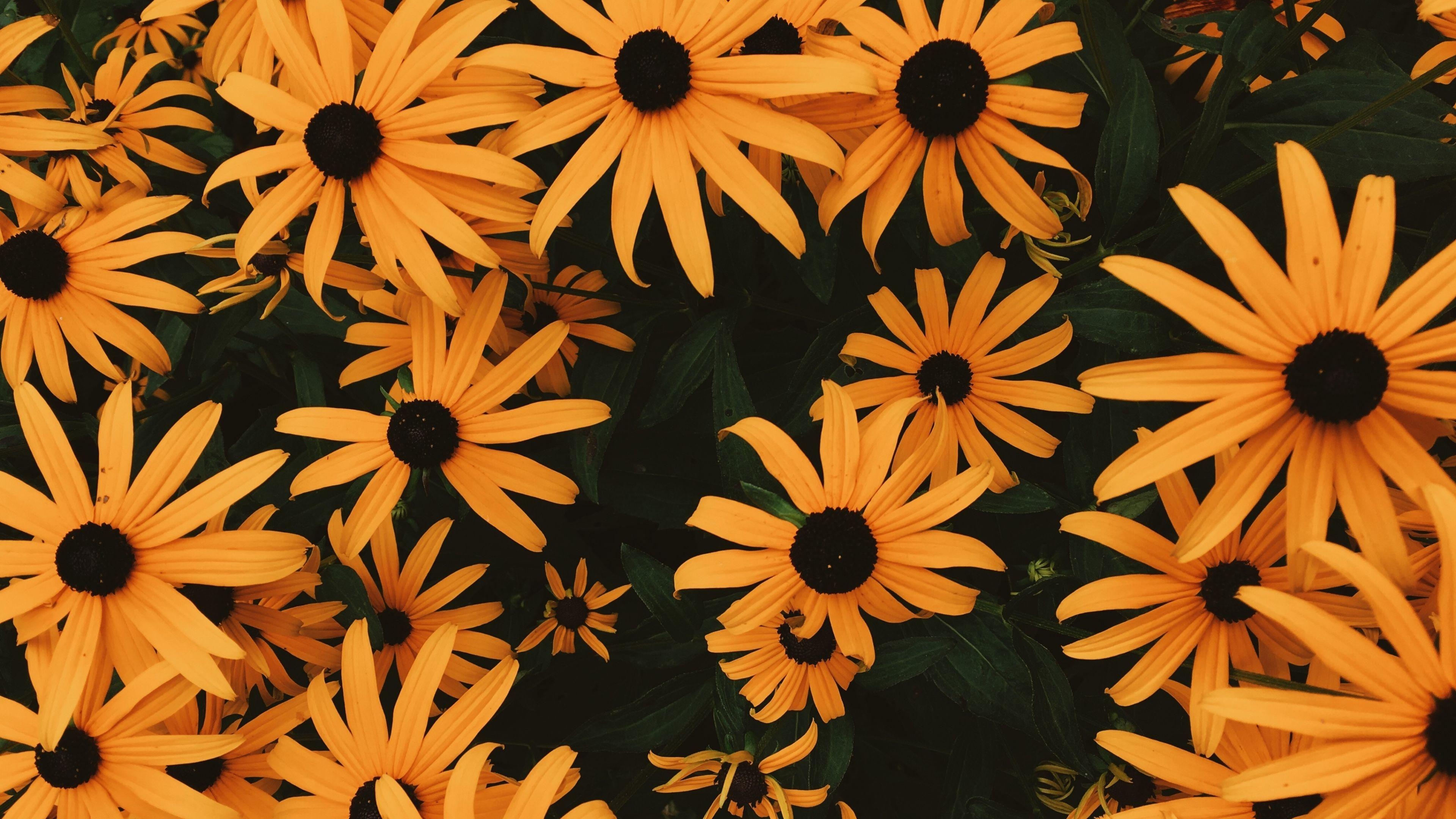 3840x2160 aesthetic wallpaper for chromebook wallpaper, Cute desktop wallpaper, Aesthetic desktop wallpaper, Desktop