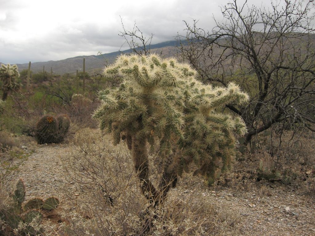 1030x770 Saguaro National Park, Tucson, Desktop