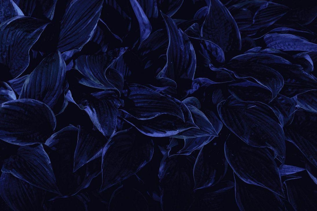 1100x730 Dark Flowers by wchild. objects and ideas. Dark blue, Desktop