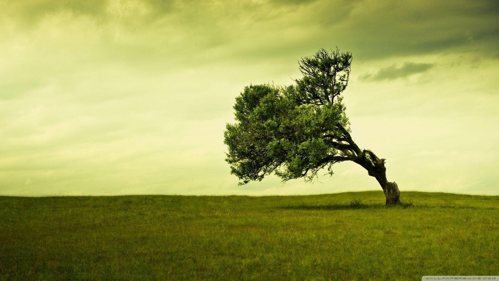 1600x900 Tree Wallpaper Free Tree Background, Desktop