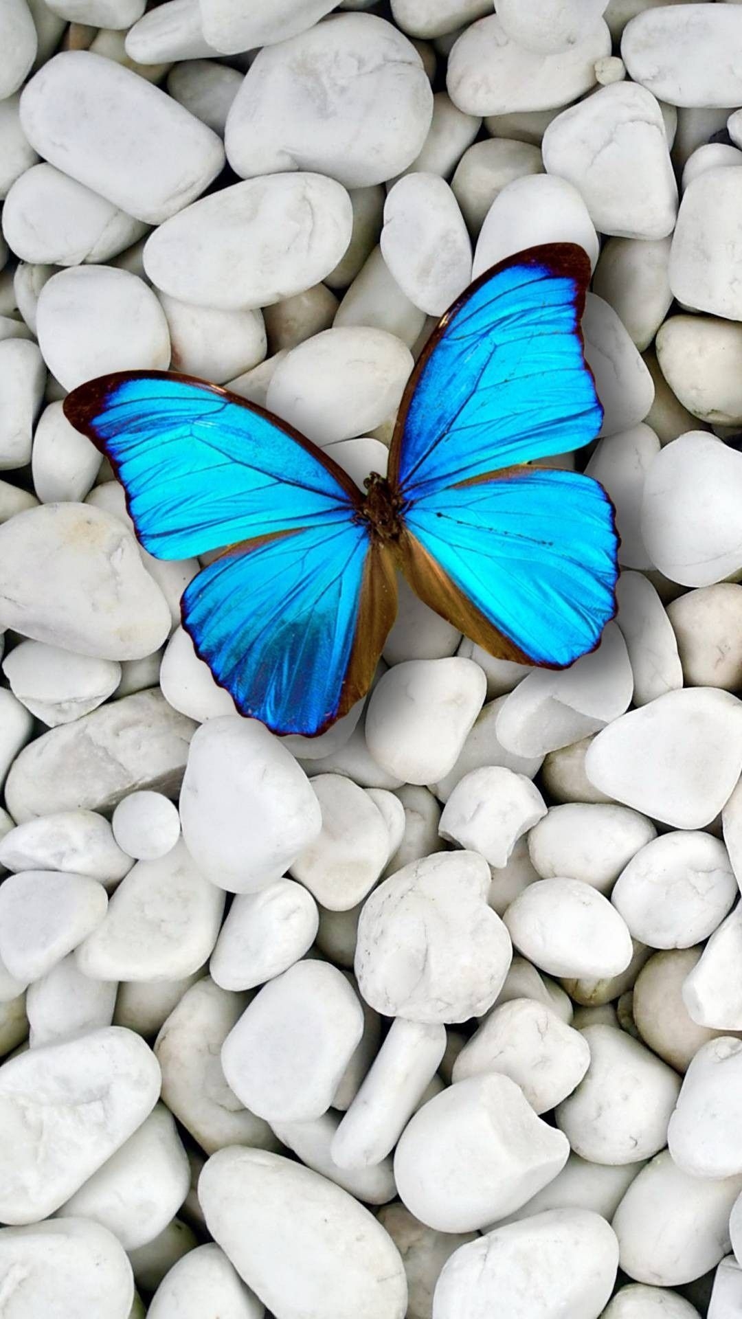 1080x1920 Butterfly iPhone Wallpaper (52 picture), Phone