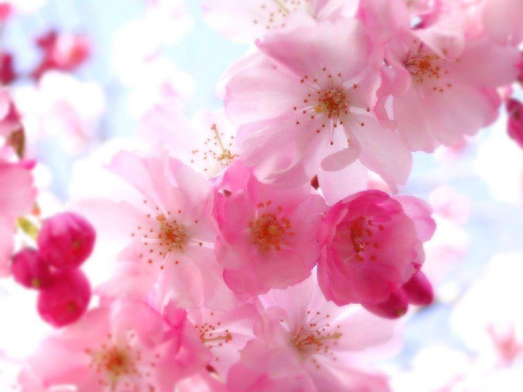 1030x770 Pretty Flowers Wallpaper Desk Full HD Wallpaper Desktop, Desktop