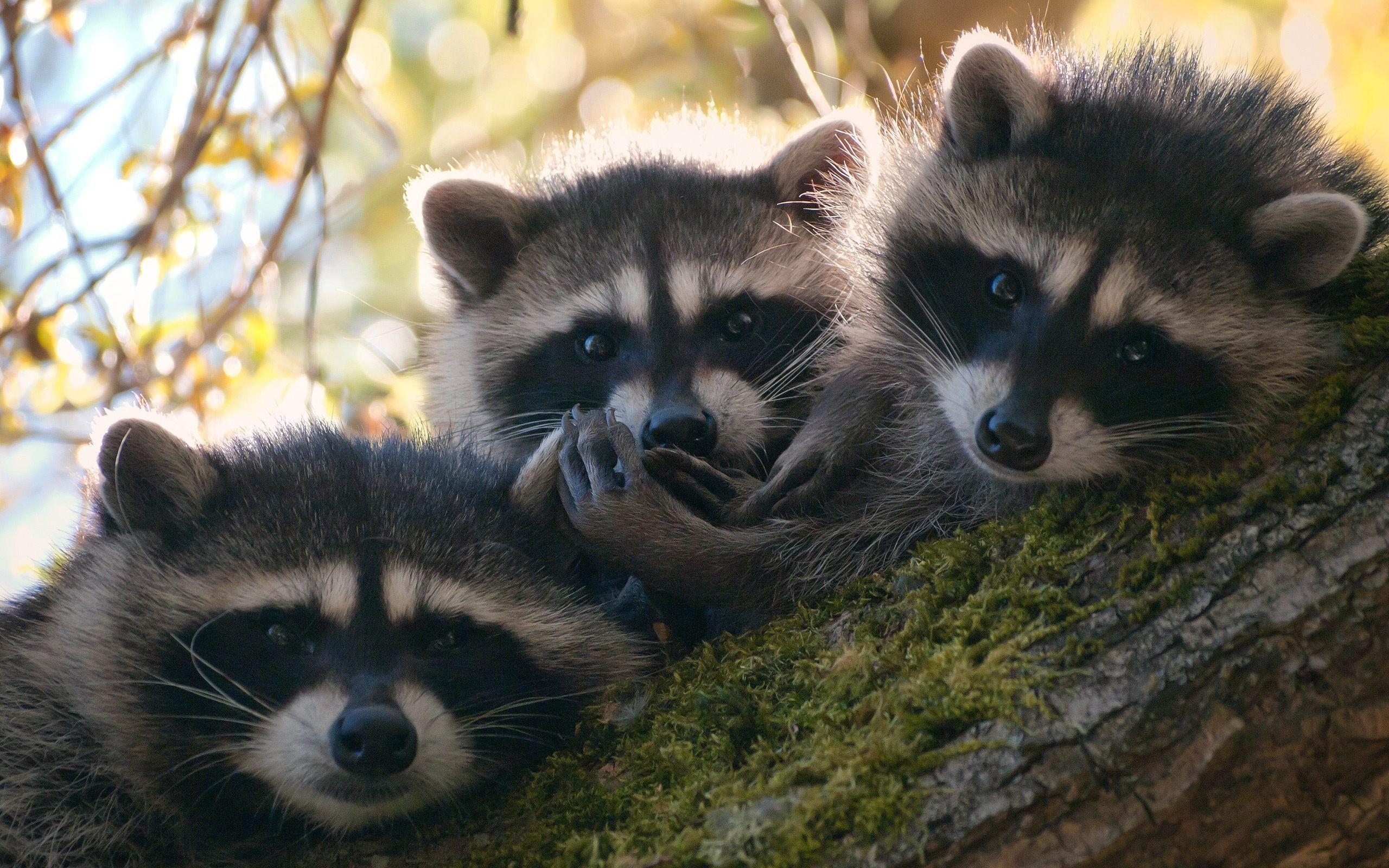 2560x1600 Baby Raccoons Wallpaper free download in high quality widescreen, Desktop