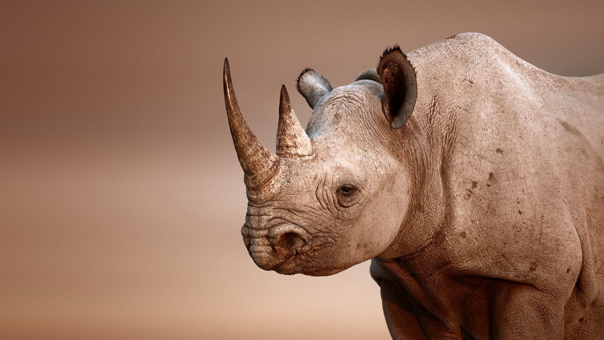 1920x1080 Wallpaper Rhinoceros HD Desktop, Desktop