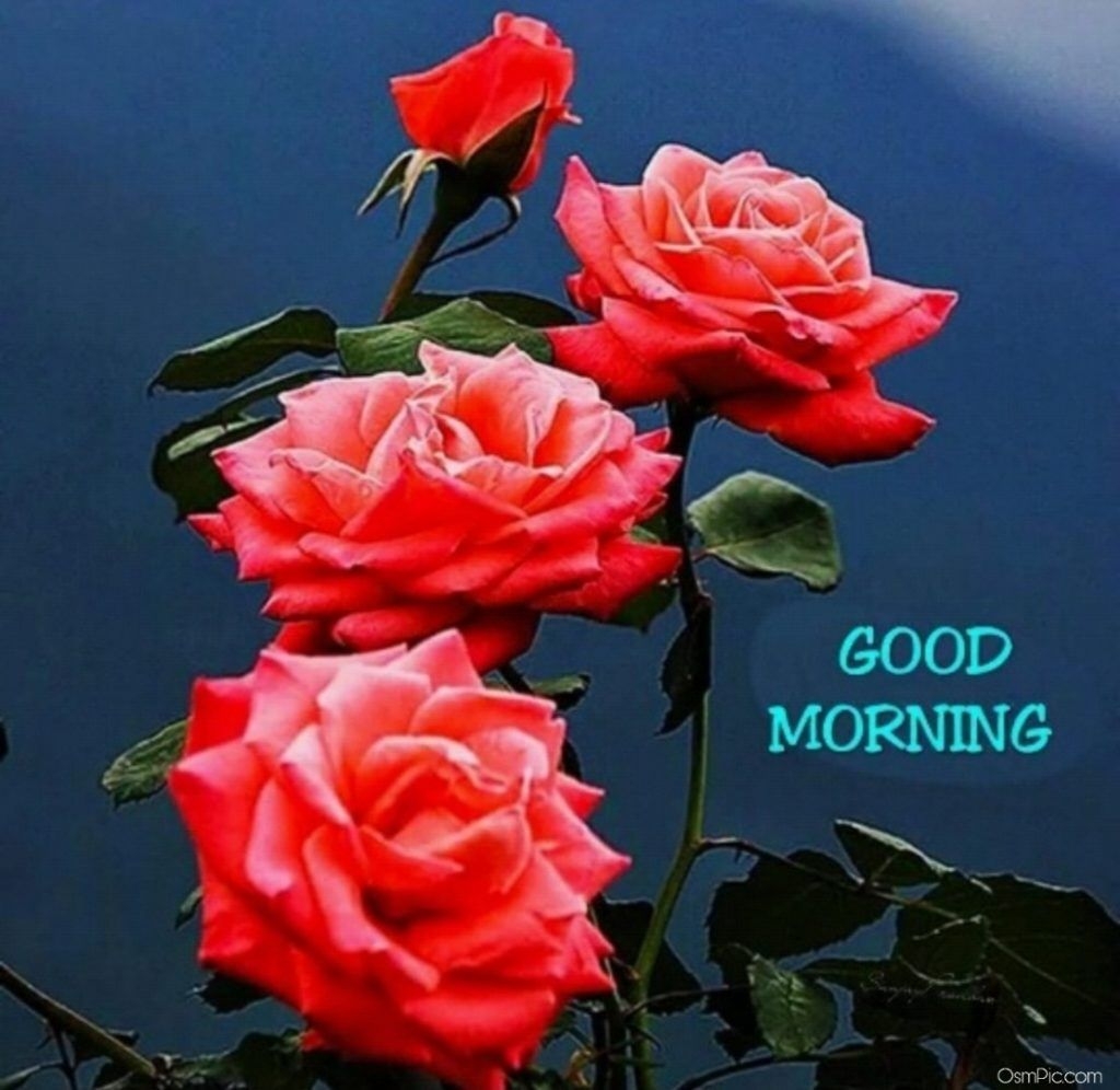 1030x1000 Good Morning Image With Rose Flowers, Desktop