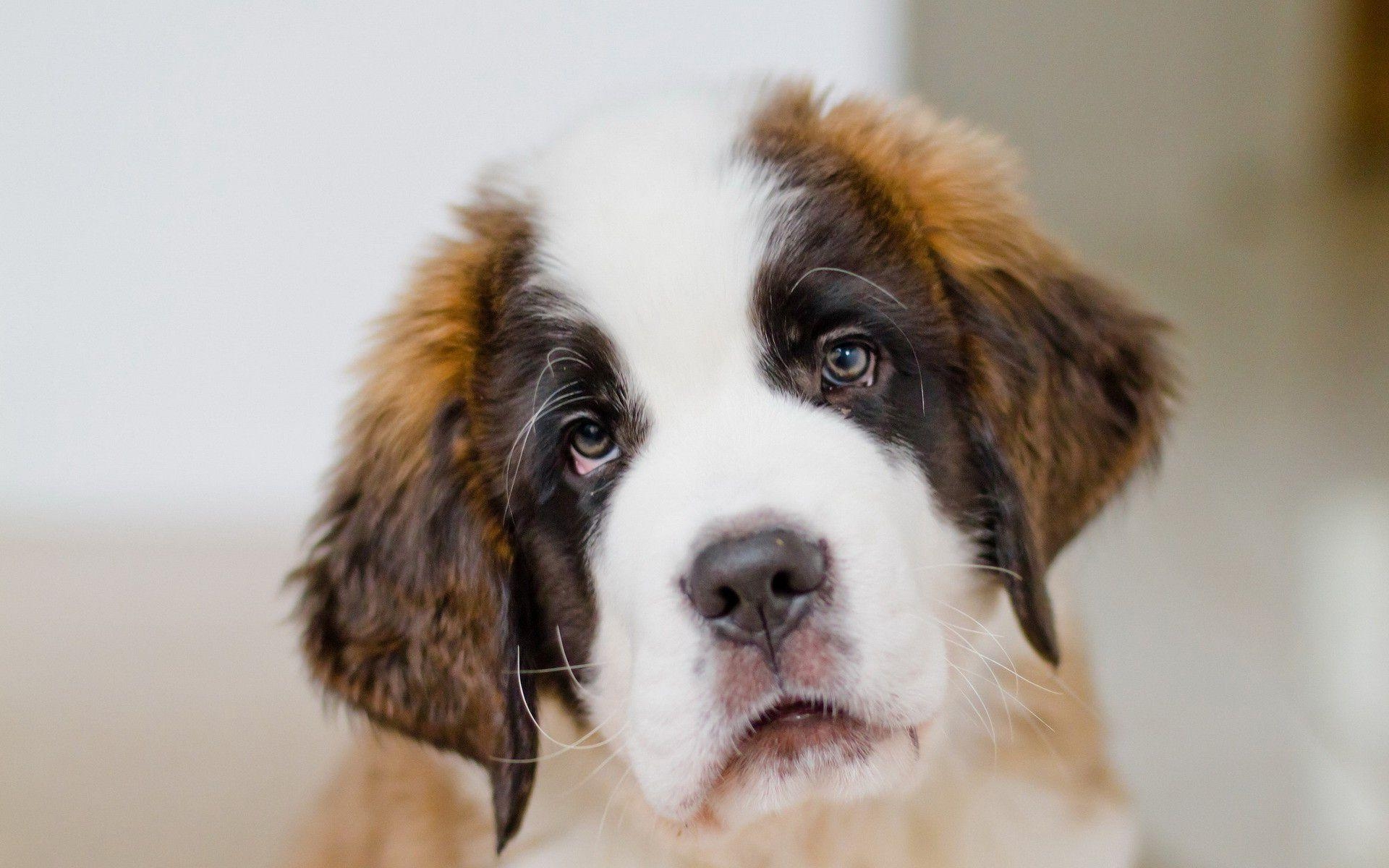 1920x1200 Chiot Saint Bernard, Desktop