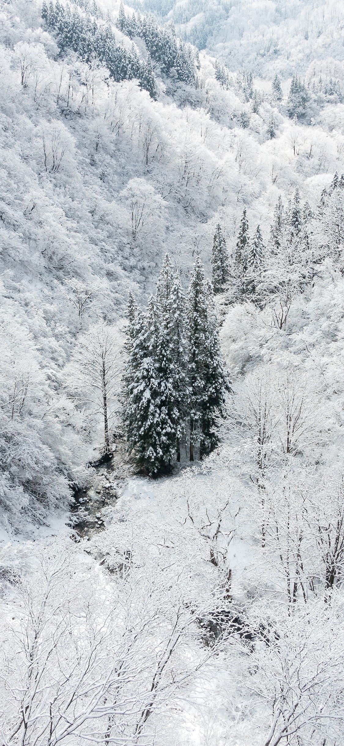 1130x2440 winter white snow wood forest mountain, Phone