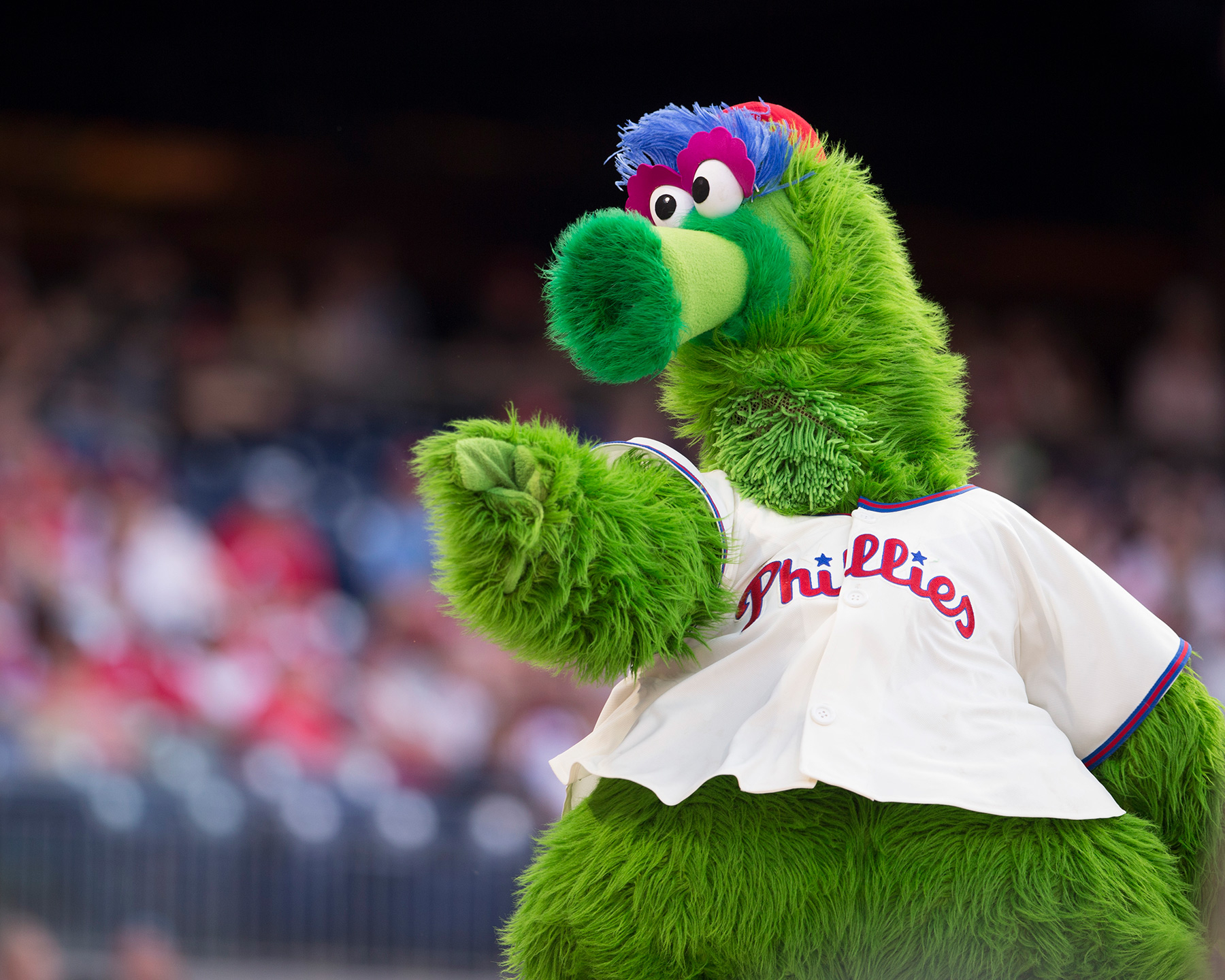 1800x1440 Phillie Phanatic, Desktop