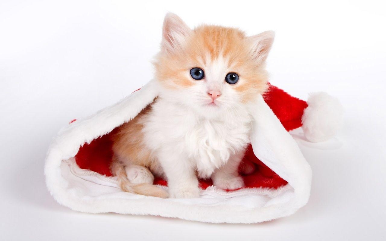 1280x800 Cute Christmas Cat Wallpaper Free Cute Christmas Cat, Desktop