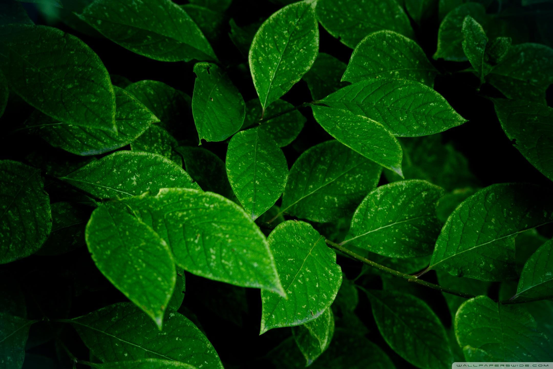 2160x1440 Leaves Wallpaper 4 X 1440, Desktop