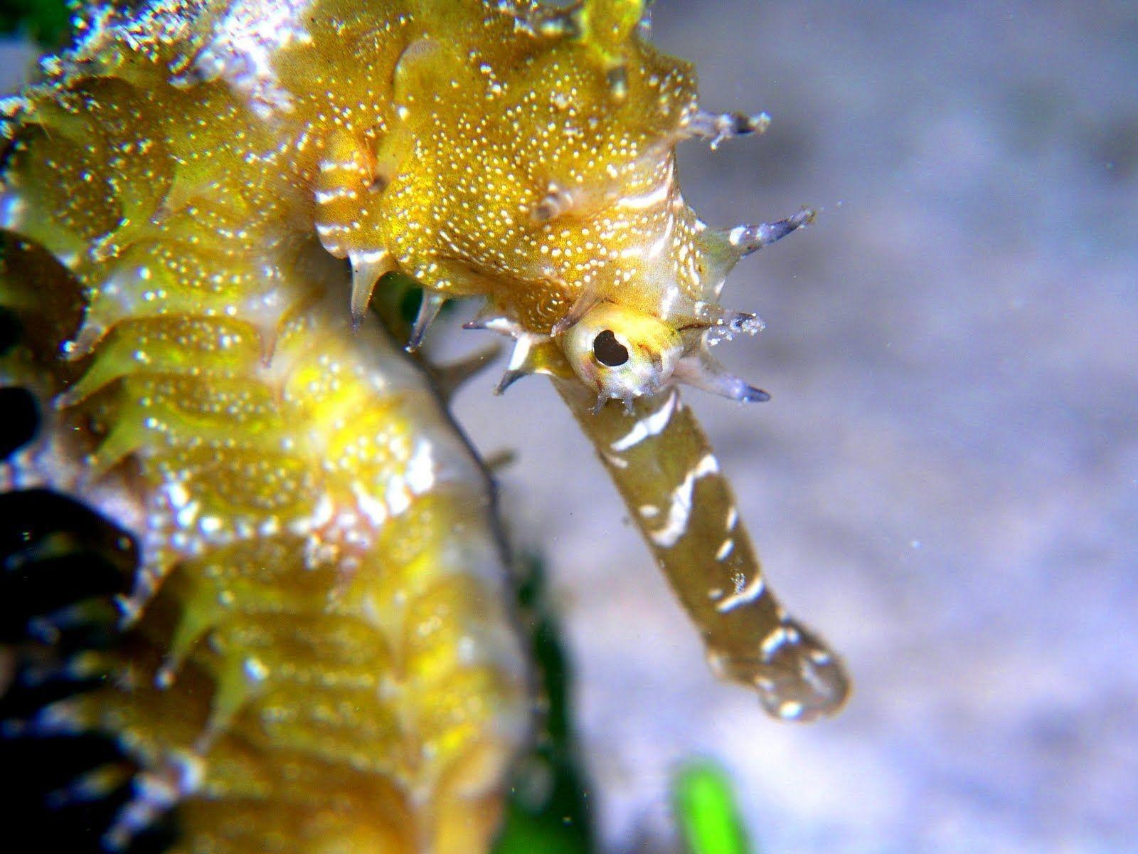 1600x1200 Seahorse Wallpaper, Desktop