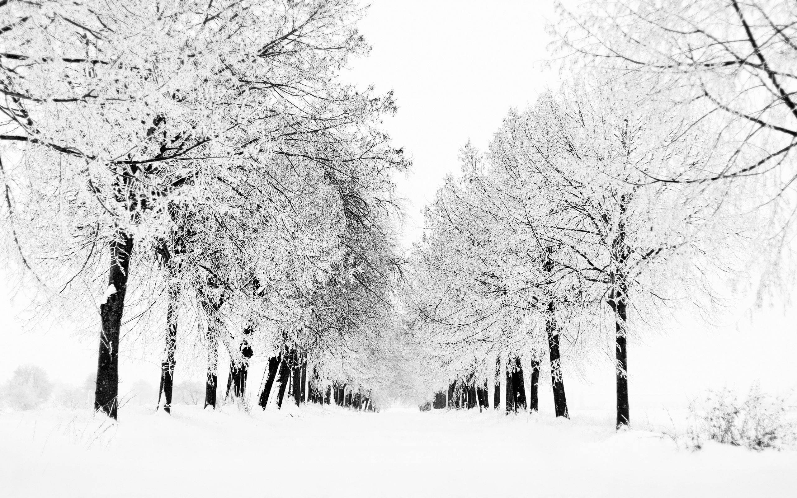 2560x1600 Snowy Road and Trees Wallpaper and, Desktop