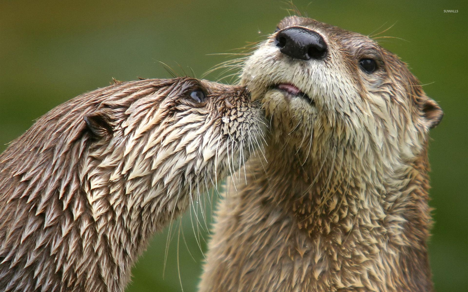 1920x1200 Otters wallpaper wallpaper, Desktop