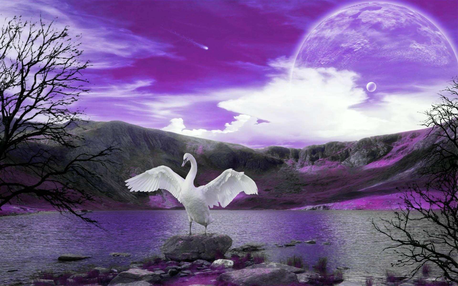 1920x1200 Gallery For > Swan Wallpaper, Desktop