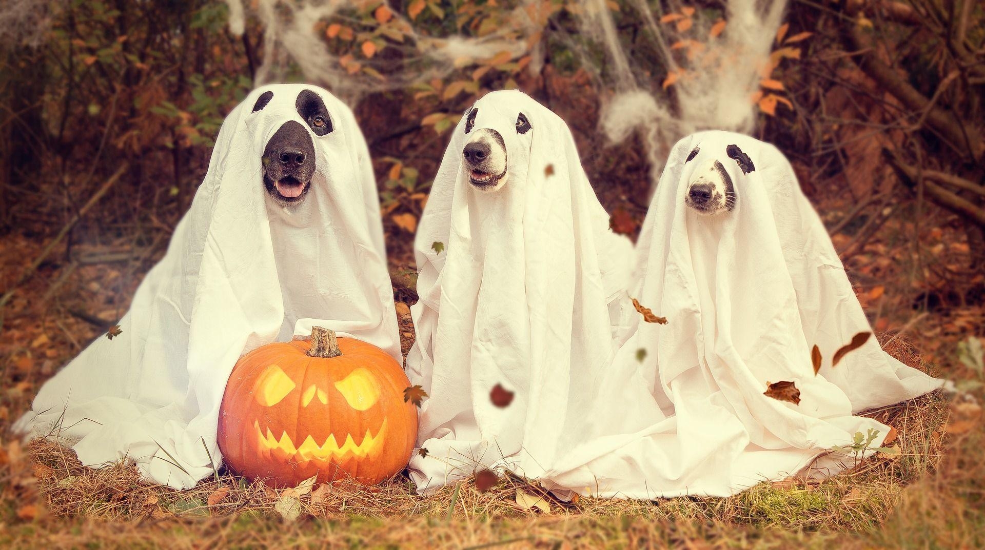 1920x1080 Happy Halloween Dogs Dog Halloween Full HD Wallpaper, image, photos, Desktop