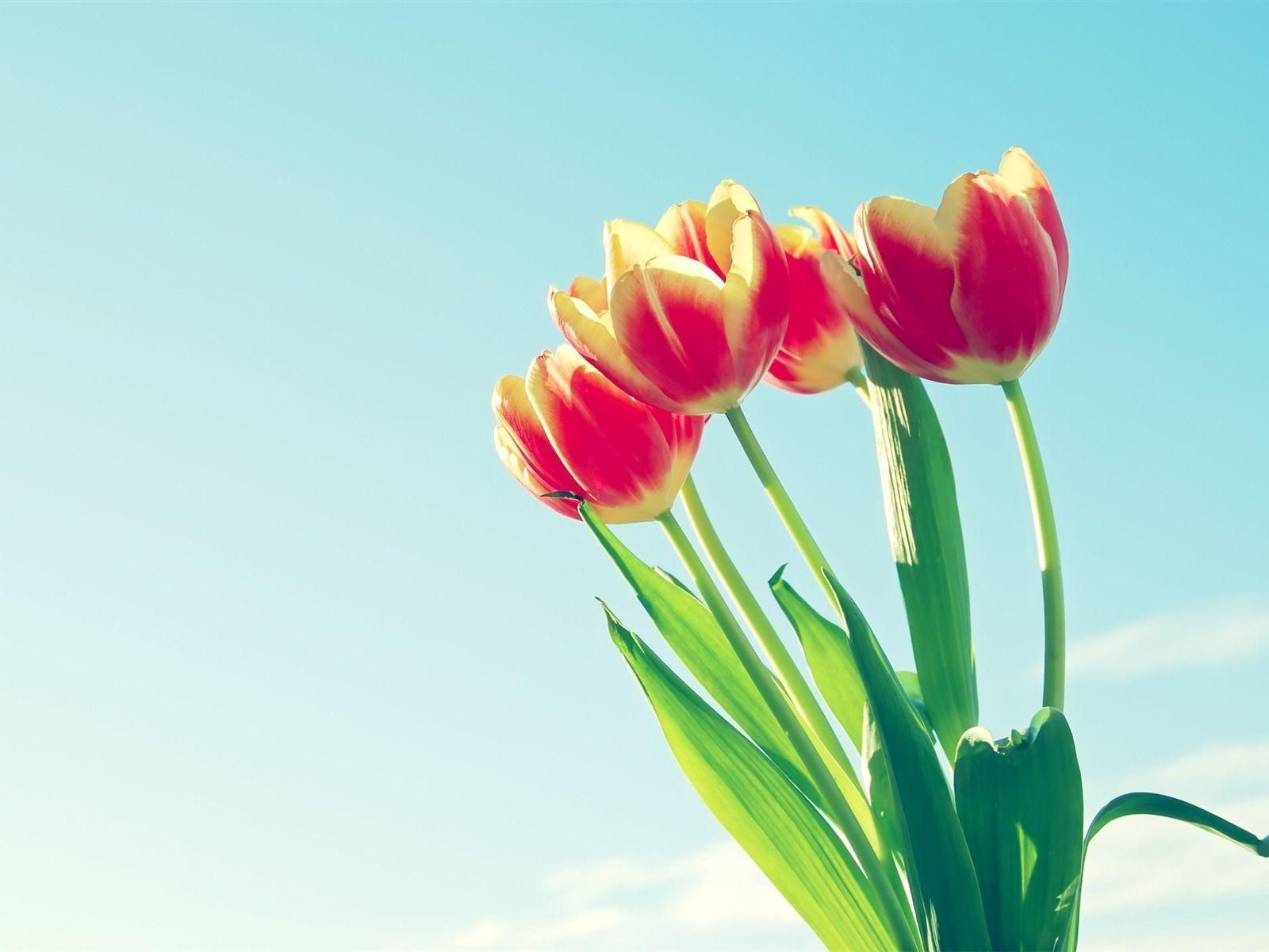 1600x1200 Pin Wallpaper Red Tulips Flowers, Desktop