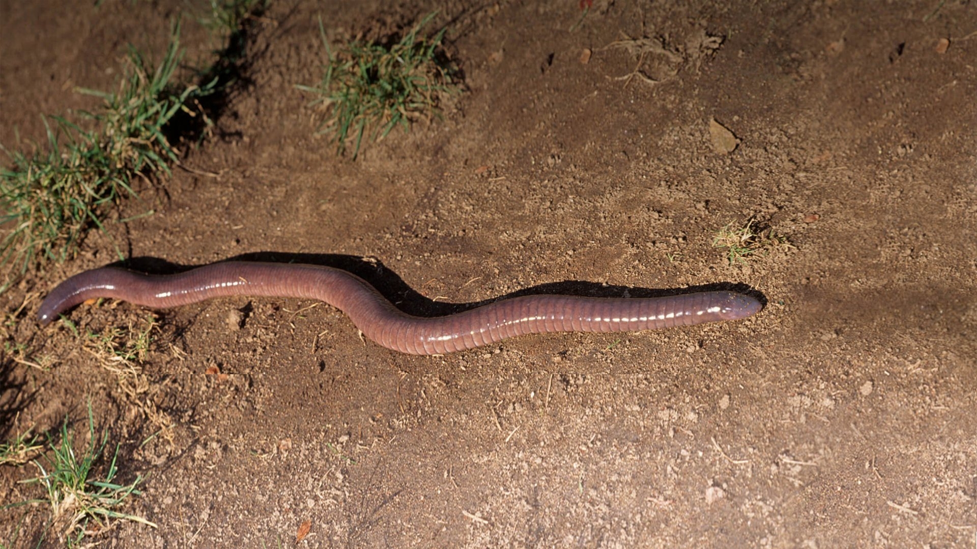 1920x1080 Caecilian. San Diego Zoo Animals & Plants, Desktop