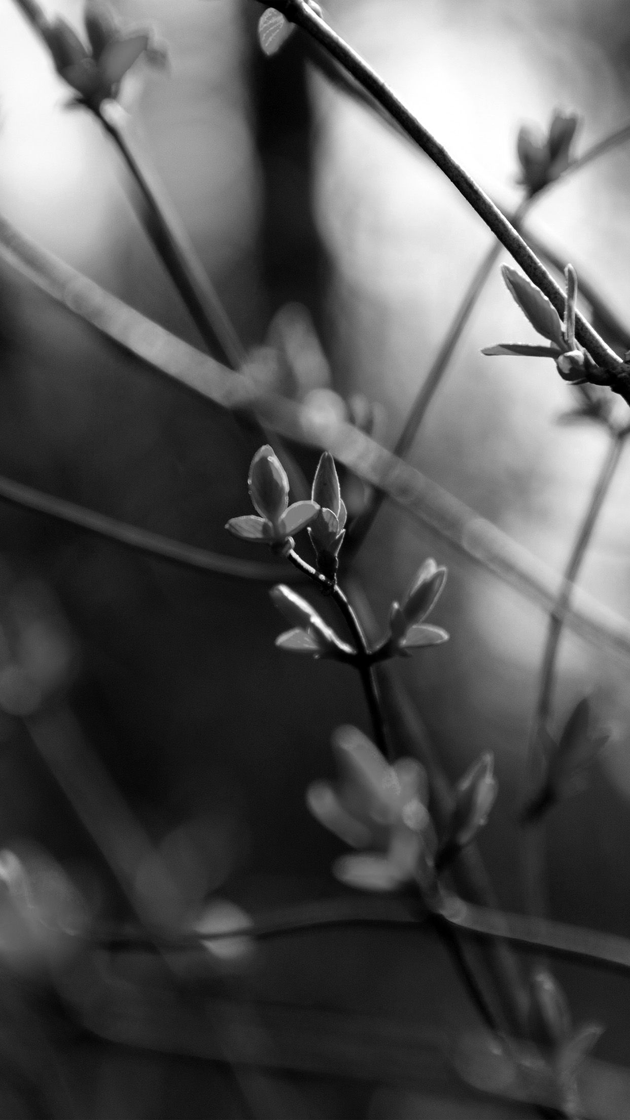 1250x2210 Spring Leave Green Nature Bokeh Tree Dark Bw Android wallpaper, Phone