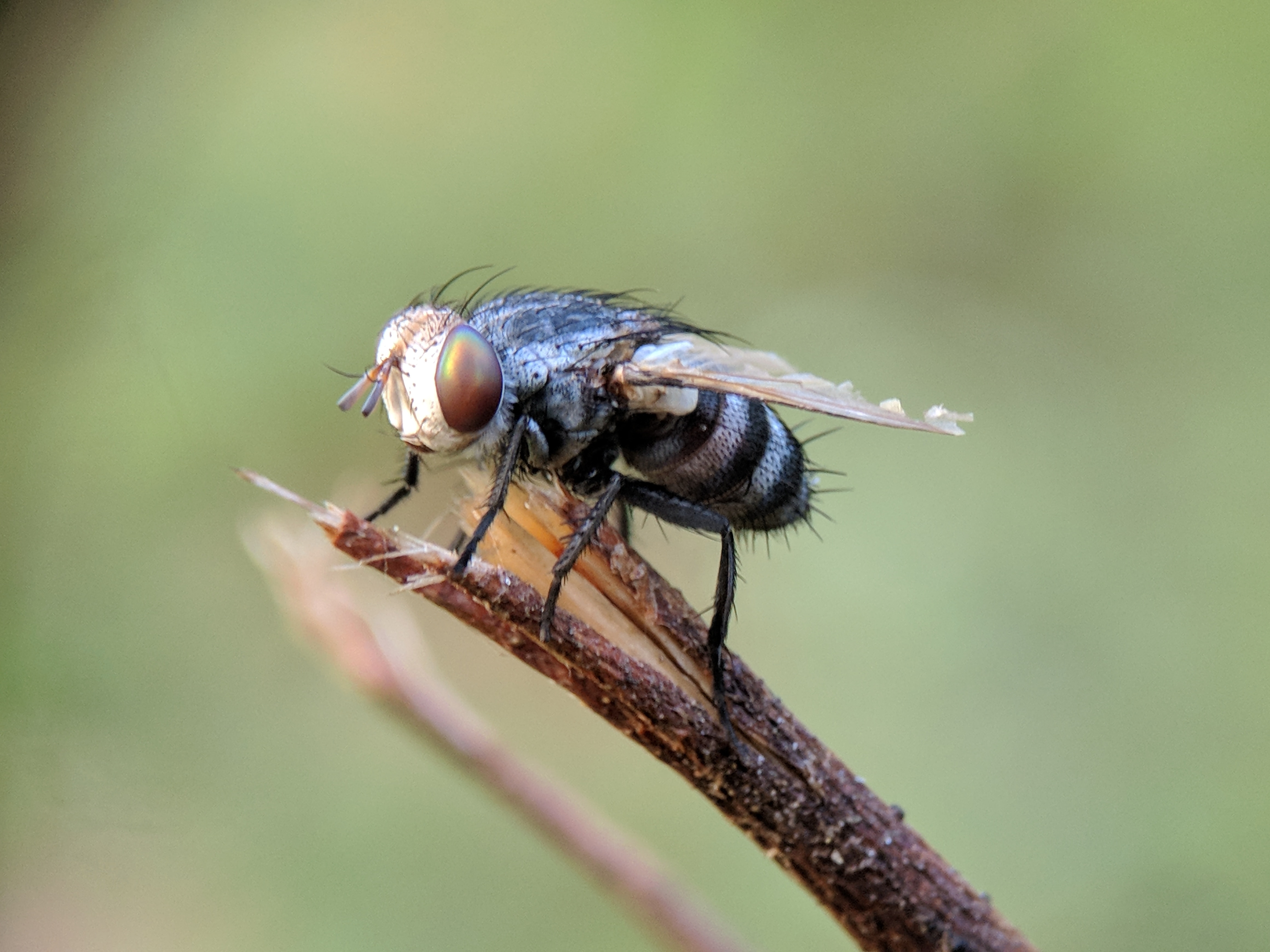 4640x3480 Housefly Picture. Download Free Image, Desktop