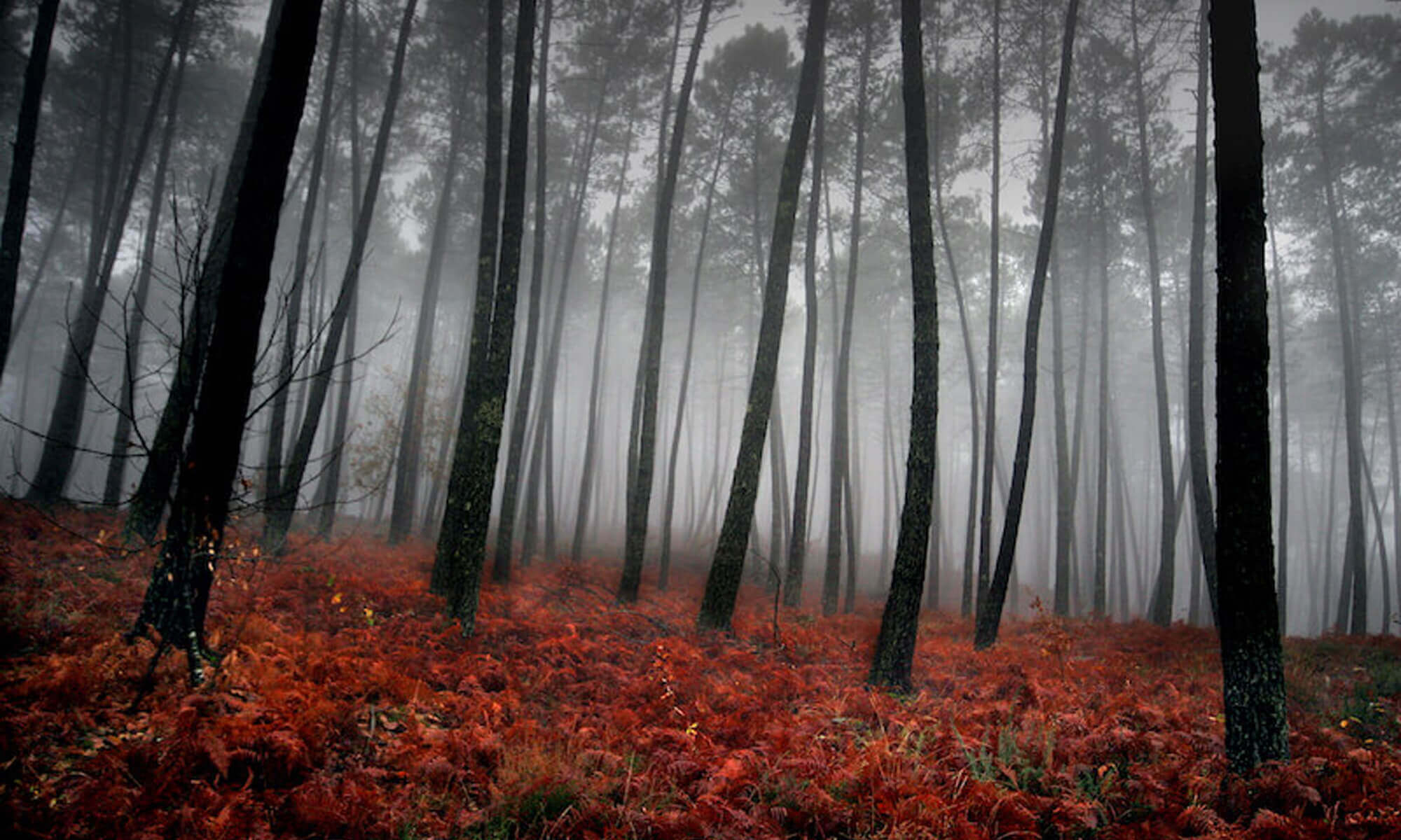 2000x1200 Dark autumn forest wallpaper mural, Desktop