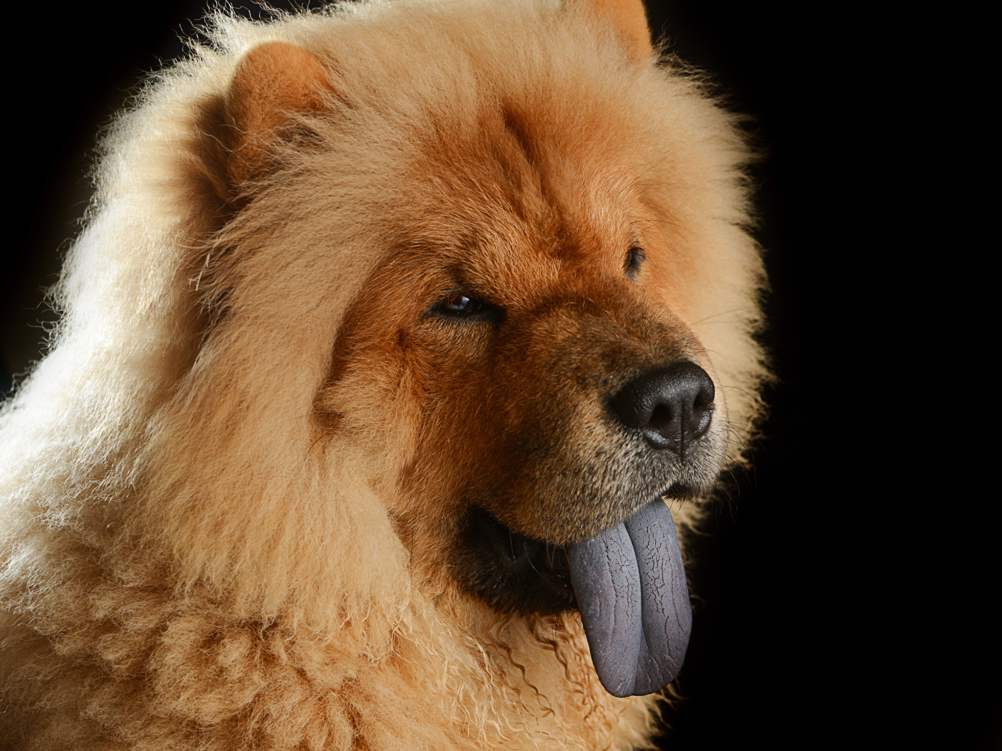 2050x1540 image Chow Chow Dogs Ginger color Snout Head Animals, Desktop