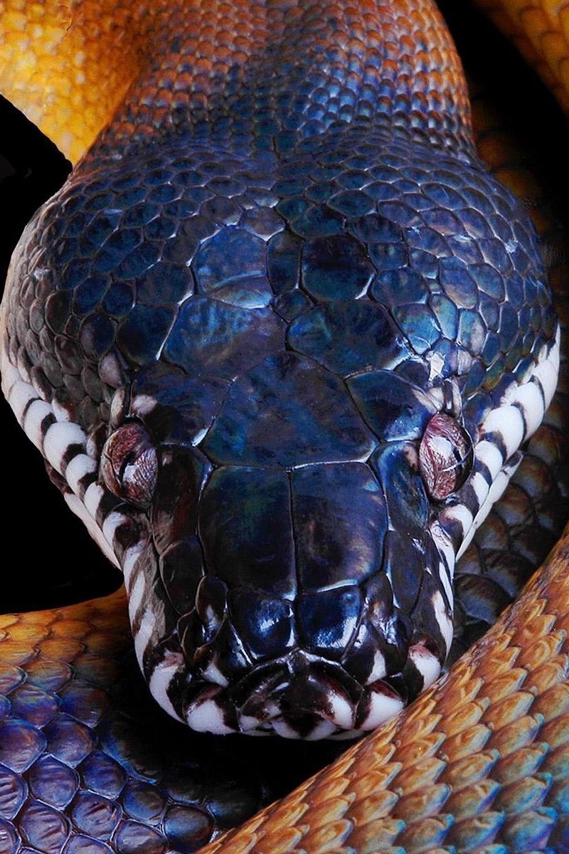 800x1200 Download Wallpaper  Snake, Python, Color, Head Iphone 4s 4 For Parallax HD Background, Phone