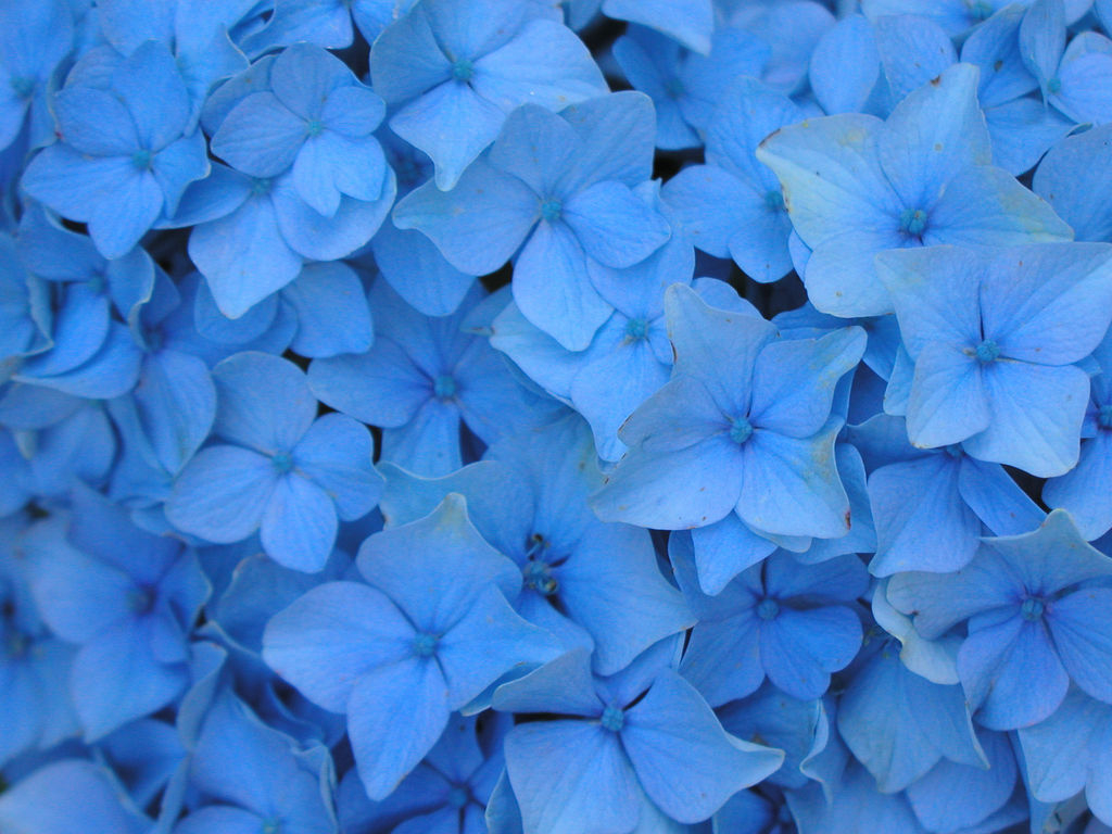 1030x770 Light Blue Flower Wallpaper, Desktop