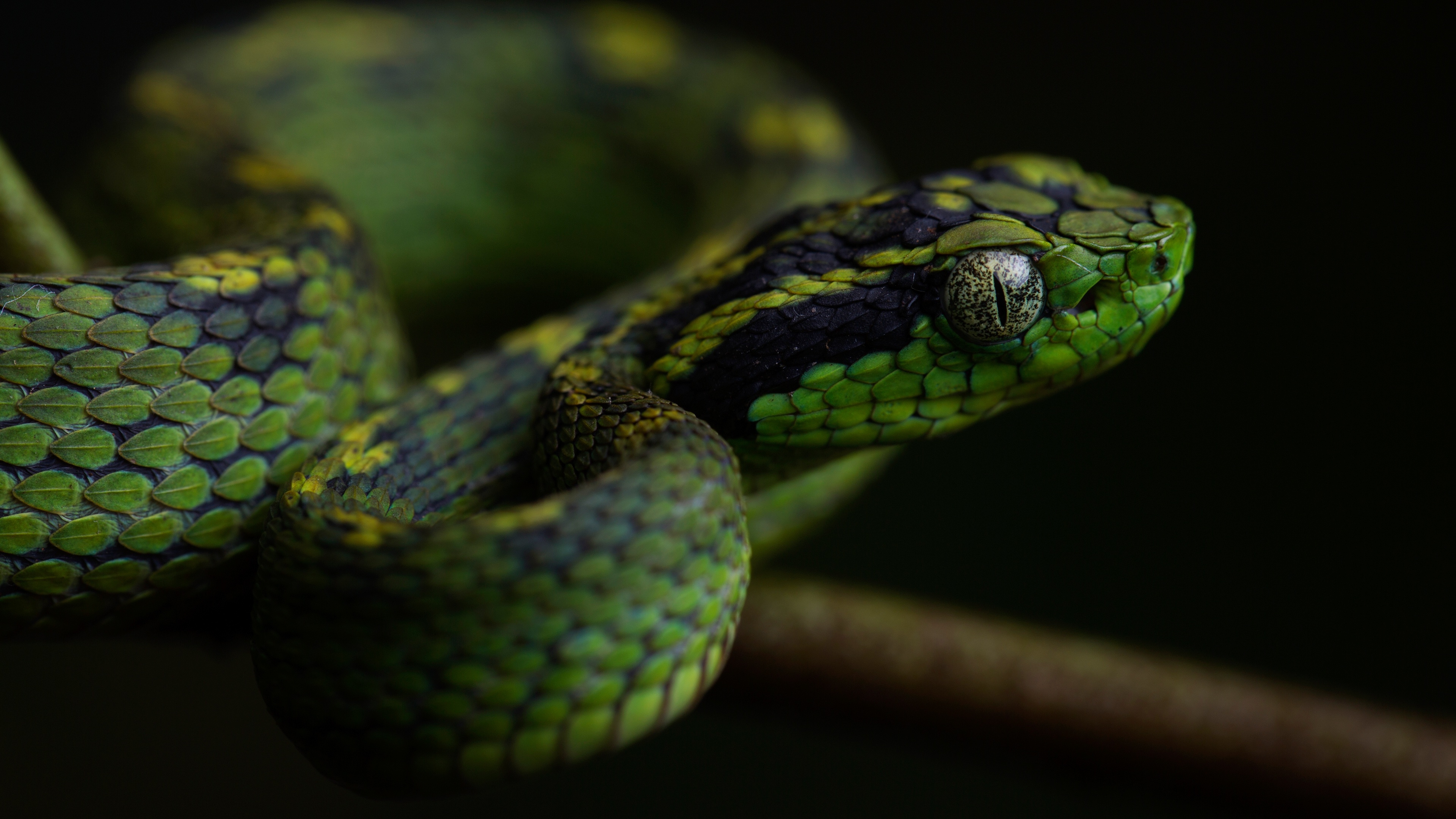 3840x2160 Snake 4k Ultra HD Wallpaper, Desktop