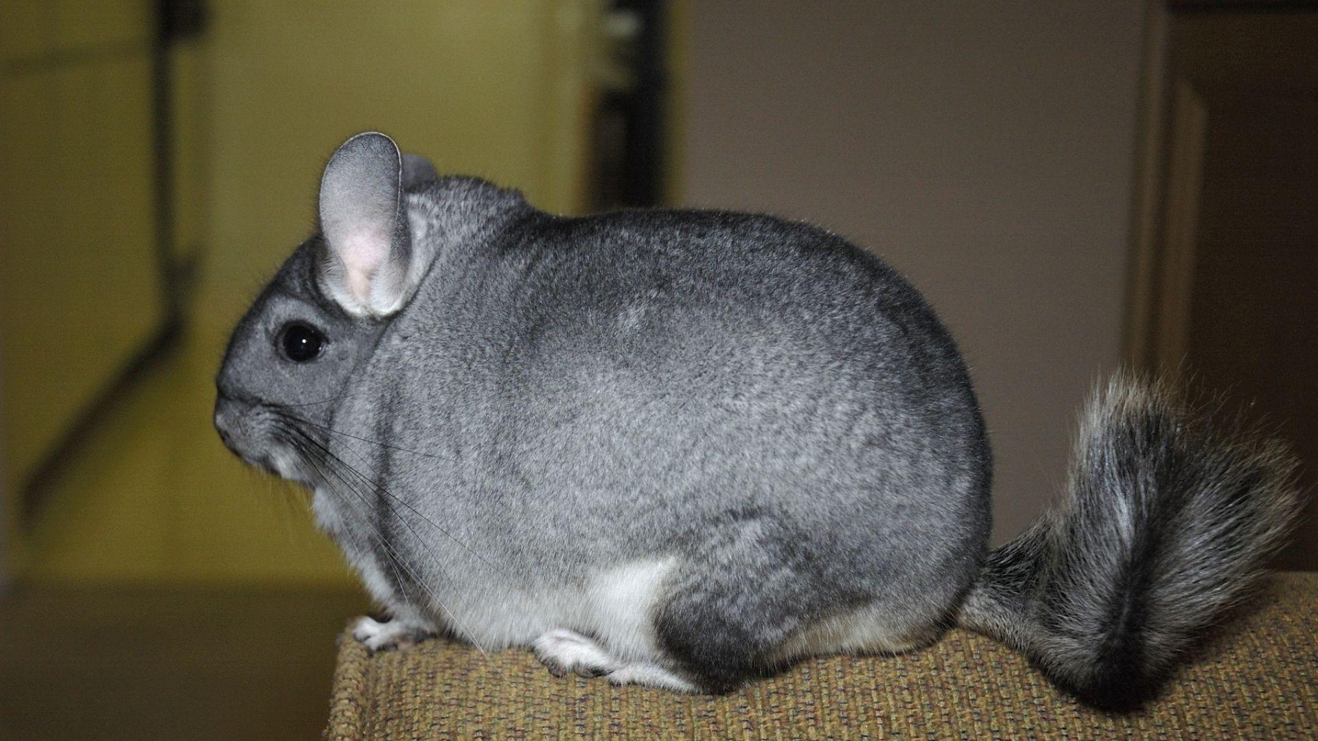 1920x1080 Full HD 1080p Chinchilla Wallpaper HD, Desktop Background, Desktop