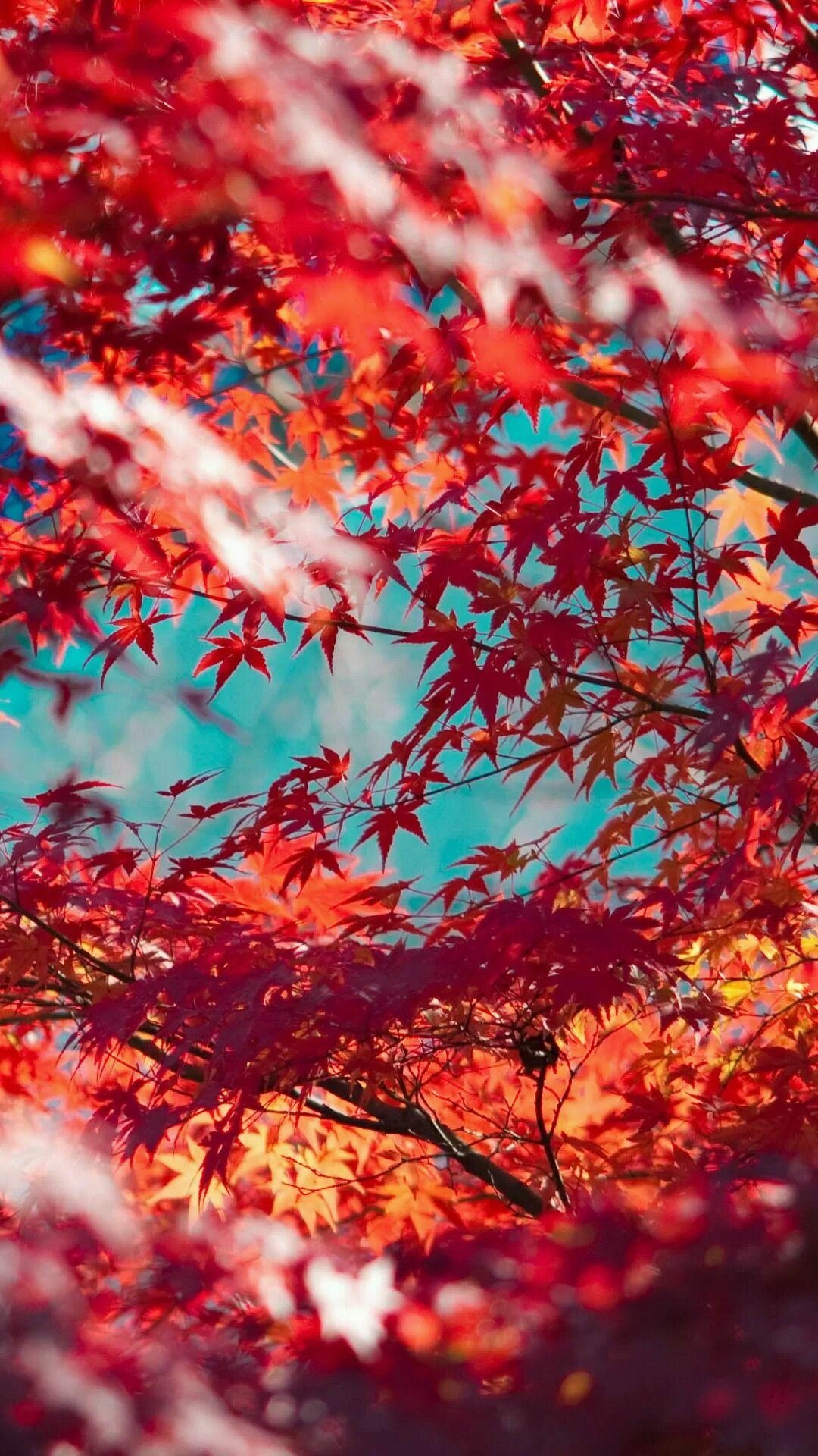 1080x1920 Red Maple Leaves. Tree wallpaper.za.com, Phone