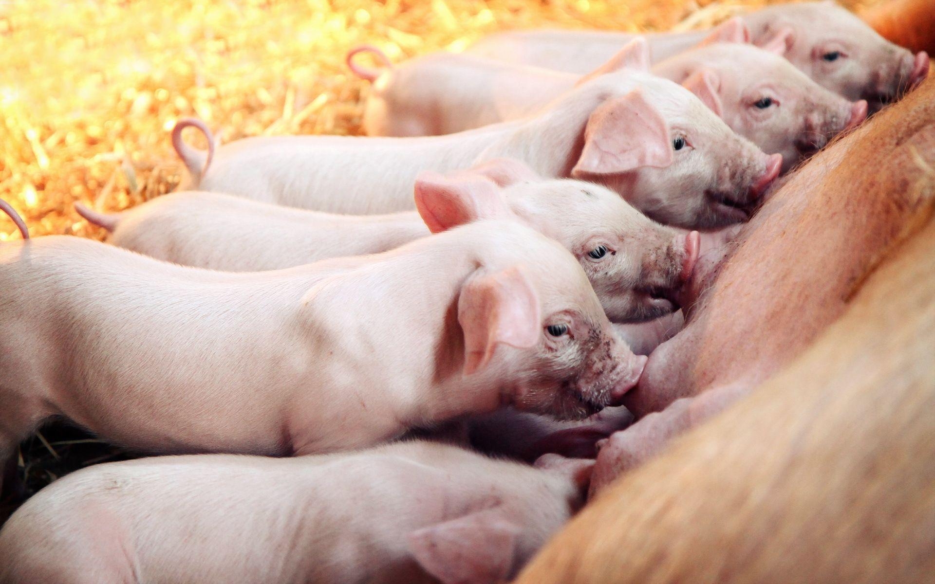 1920x1200 Pig Wallpaper, Desktop