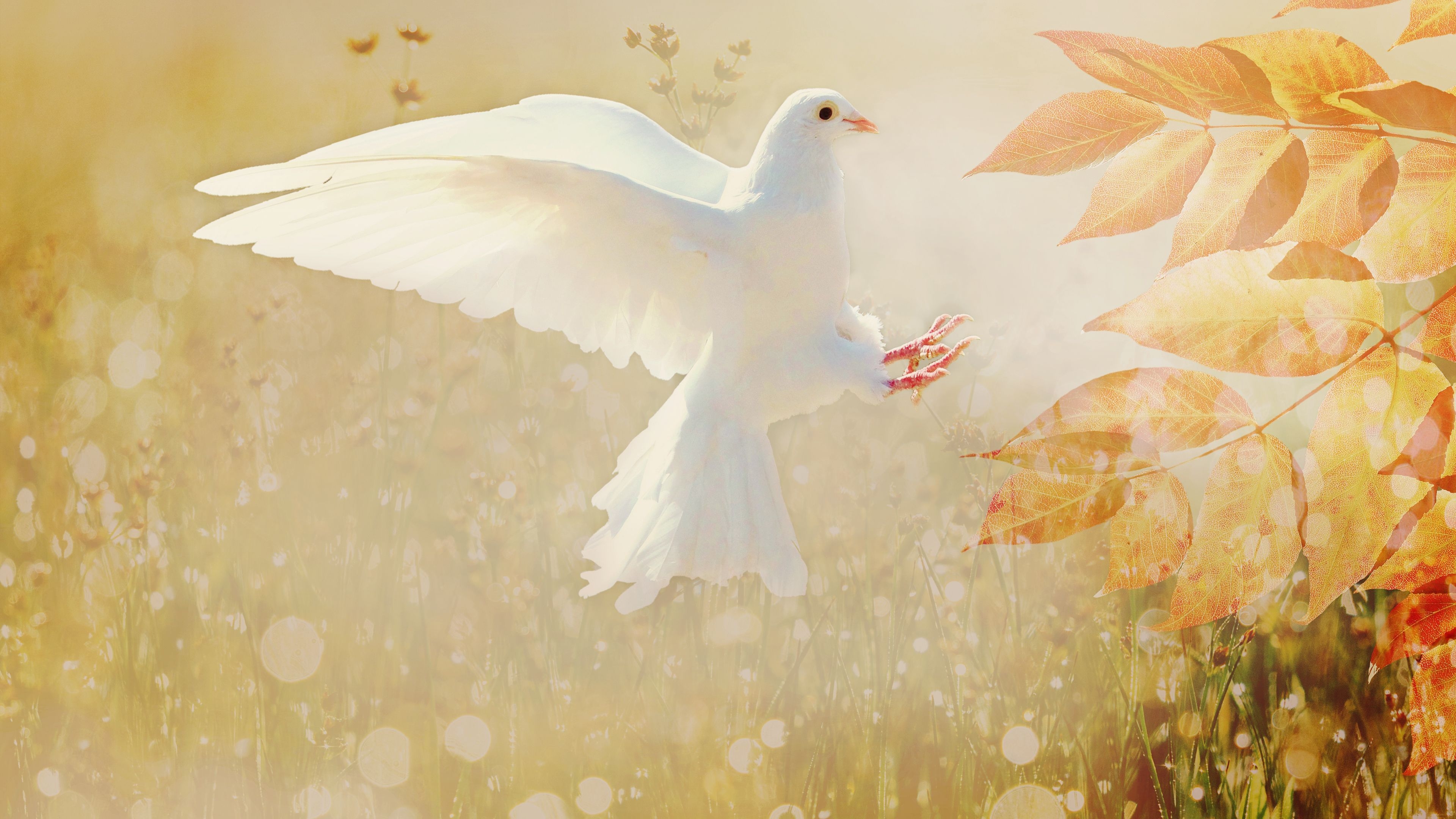 3840x2160 Autumn Dove Chromebook Wallpaper, Desktop