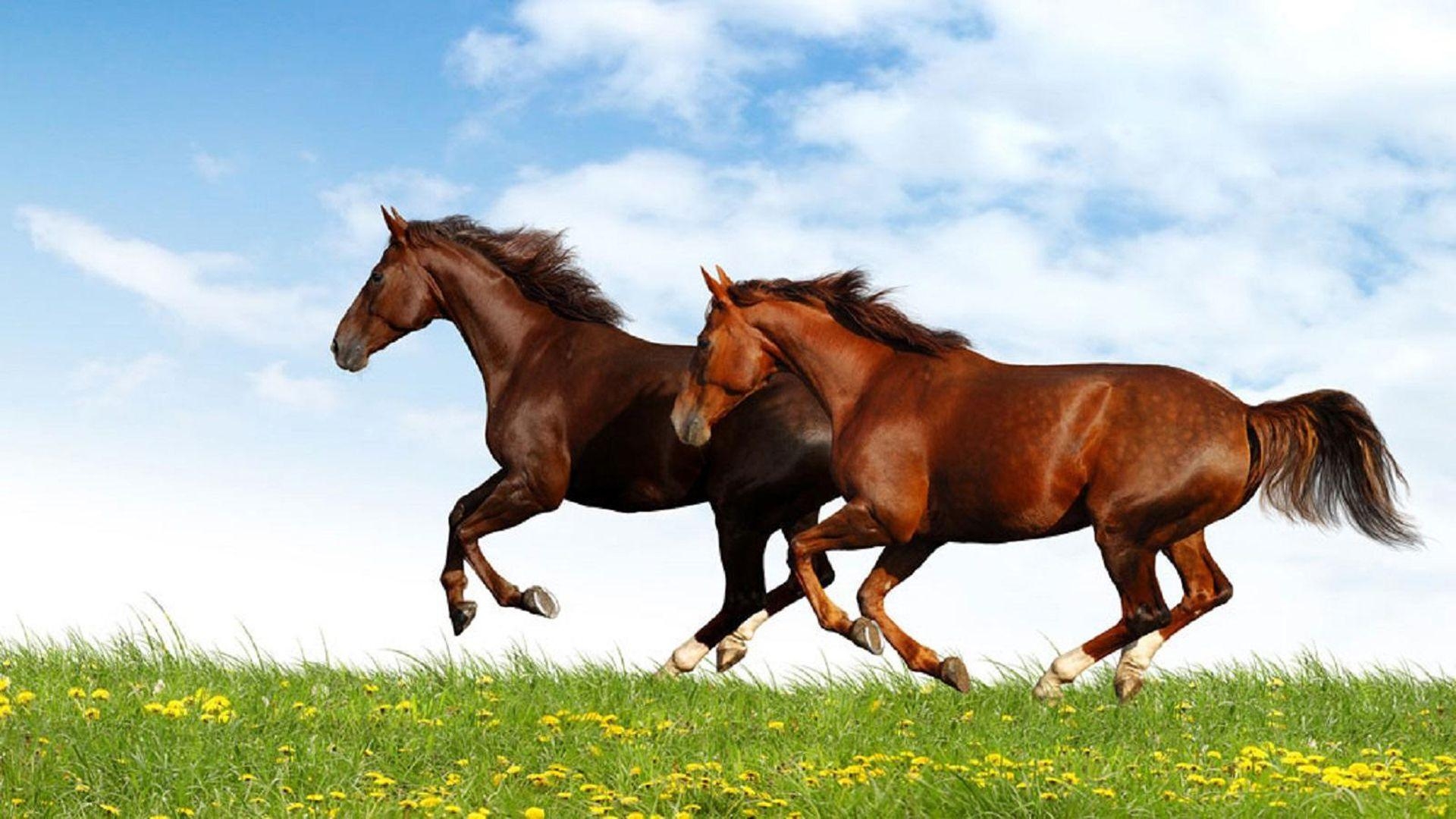 1920x1080 4K Ultra HD Running Horses Wallpaper, Desktop