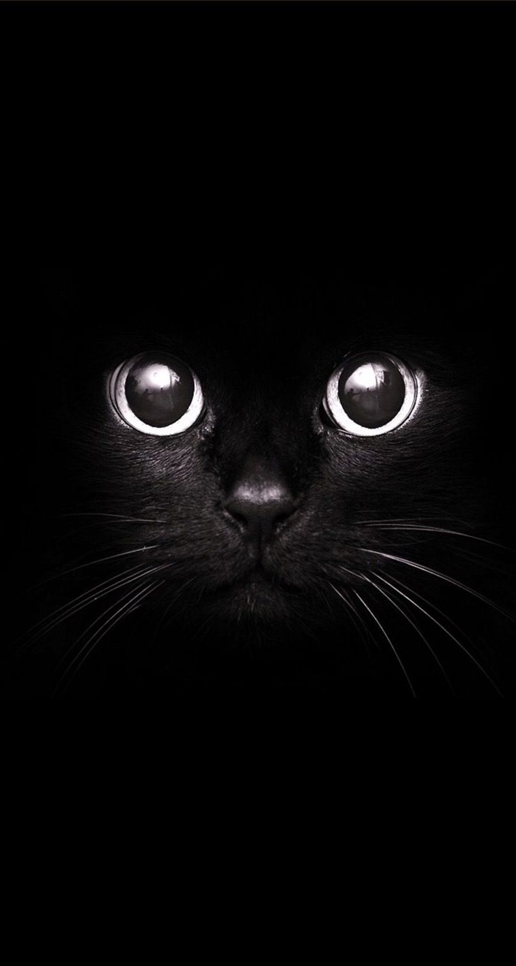 740x1390 Black Cat Dark iPhone Wallpaper Live Wallpaper HD, Phone