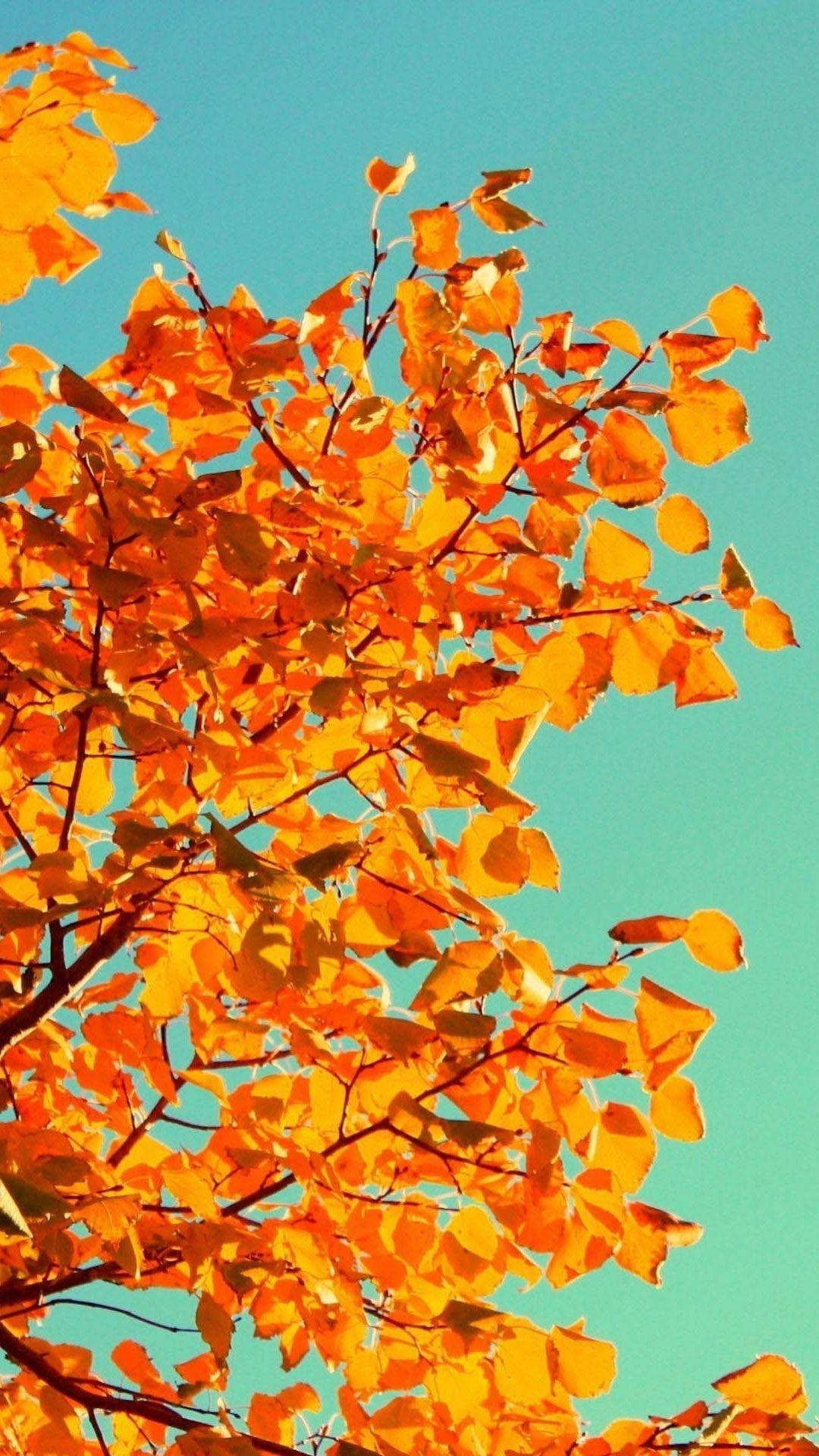 1080x1920 Fall Tree Art iPhone 5s Wallpaper Download. iPhone Wallpaper, Phone