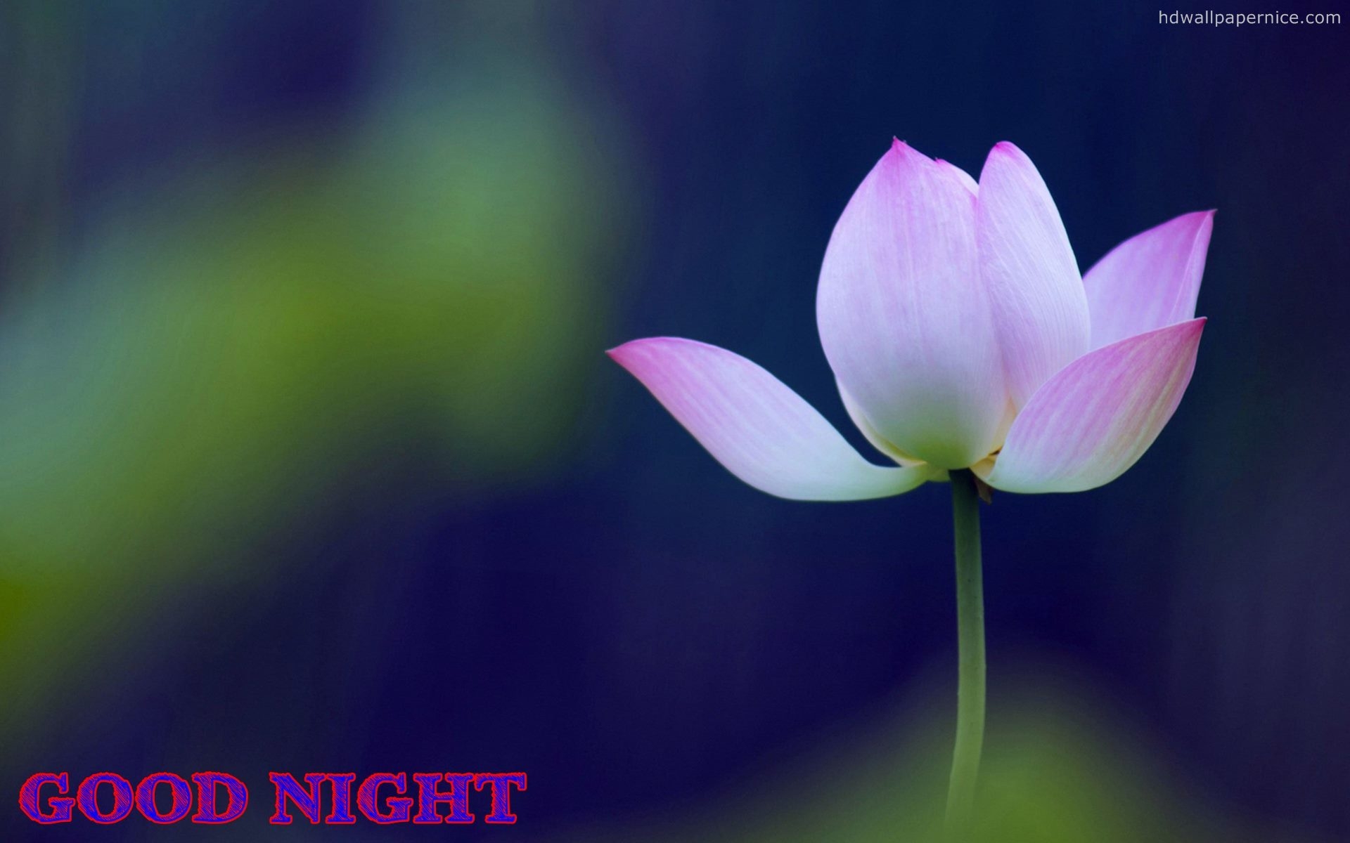 1920x1200 Good Night Flower Wallpaper Free Good Night Wallpaper Wallpaper Good Night HD, Desktop