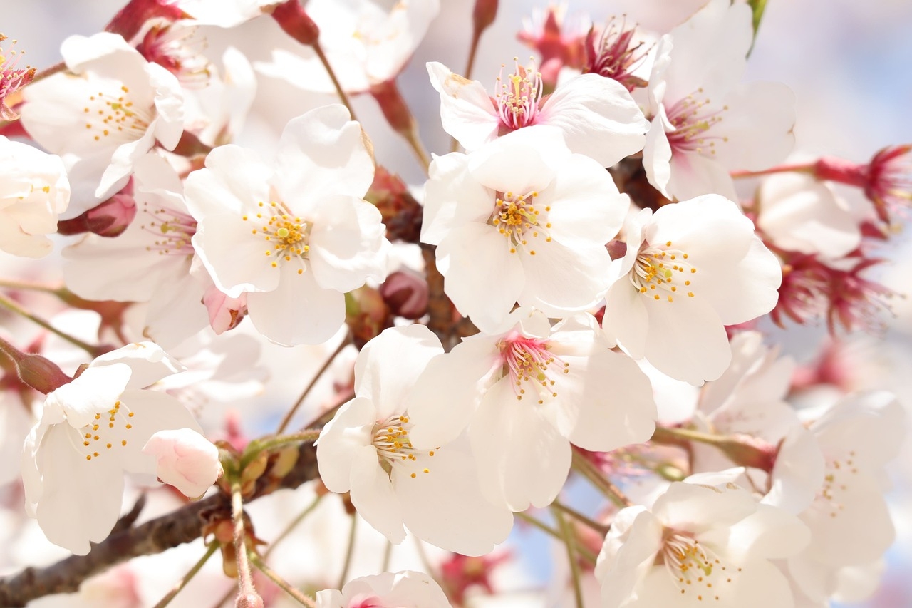 1280x860 Natural Flowers Spring, Desktop