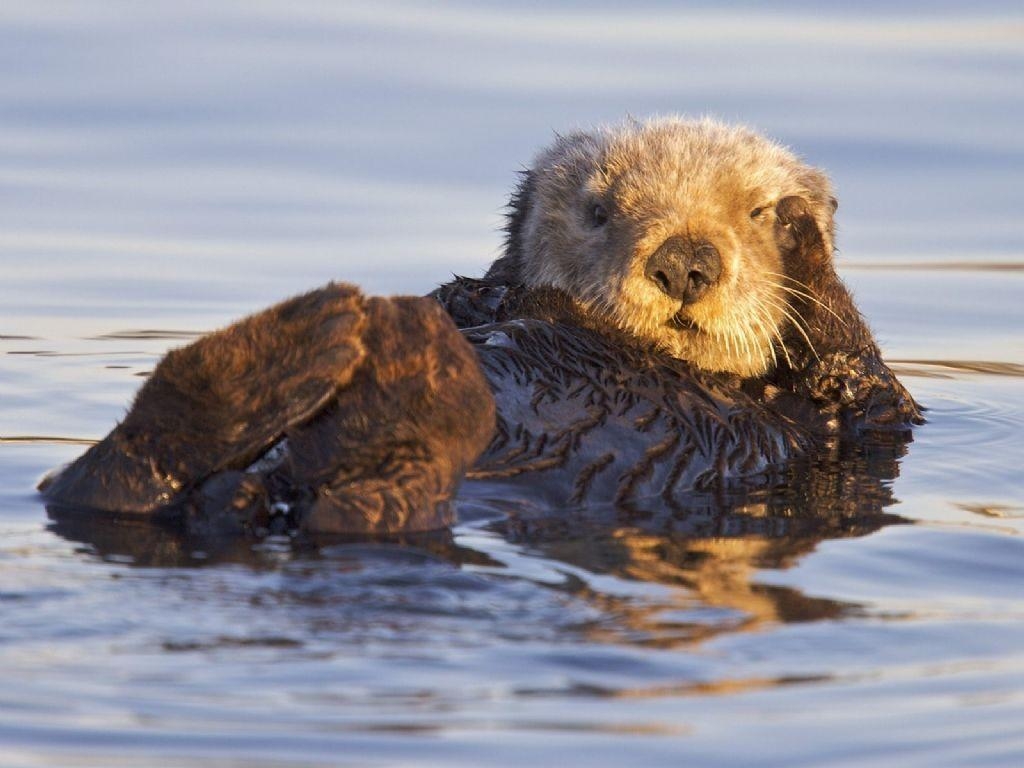 1030x770 Sea Otter HD Wallpaper, Desktop